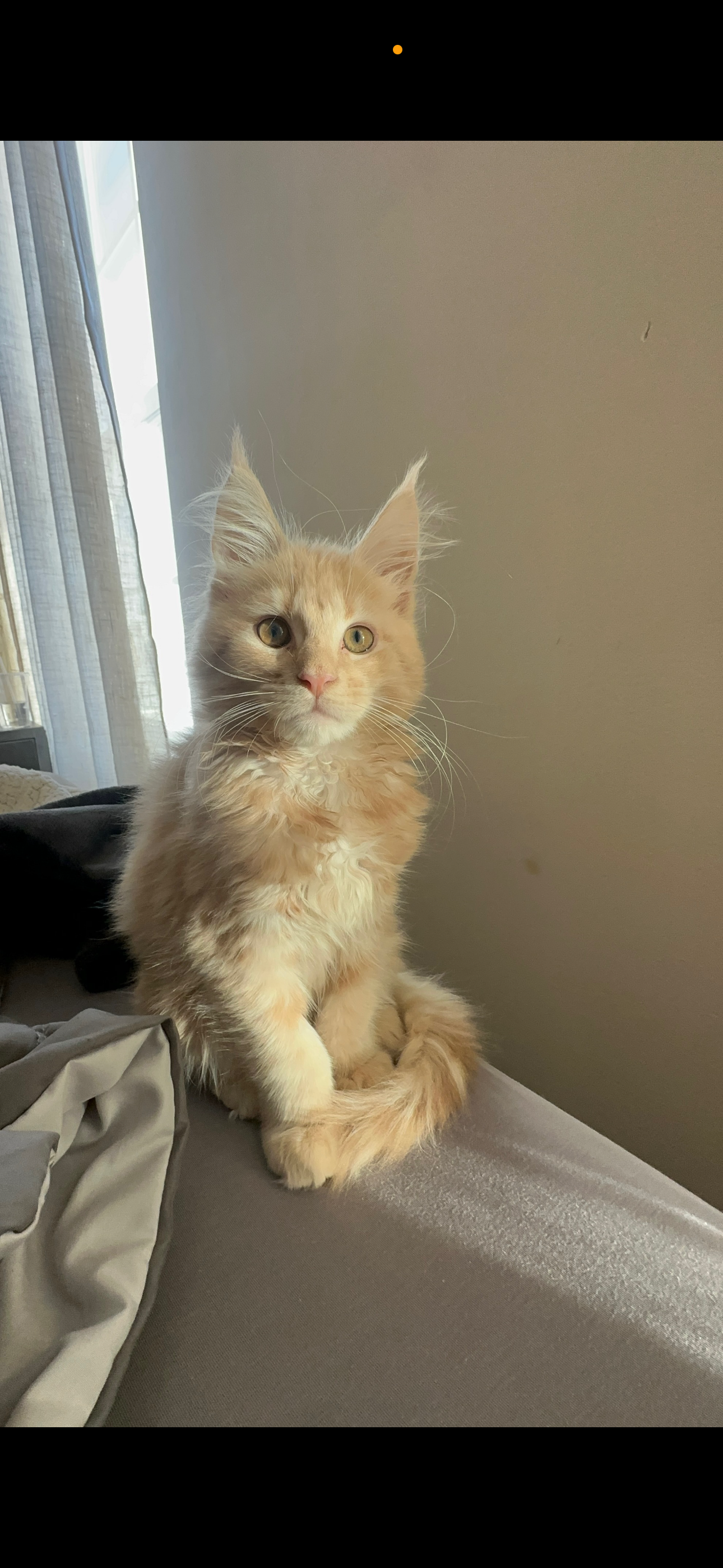 Halo and Dragon’s son Riot