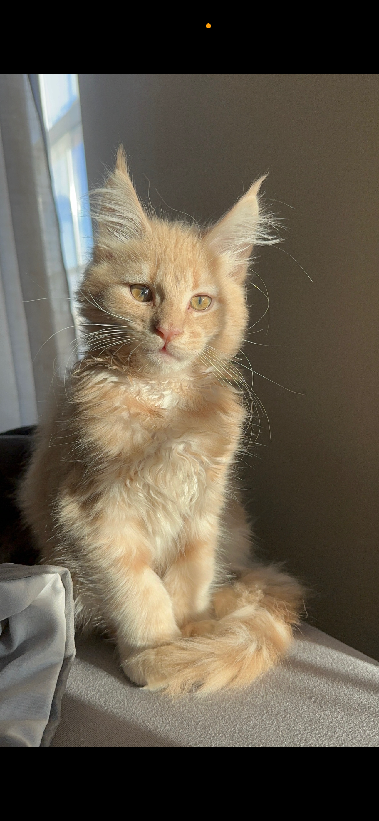 Halo and Dragon’s son Riot