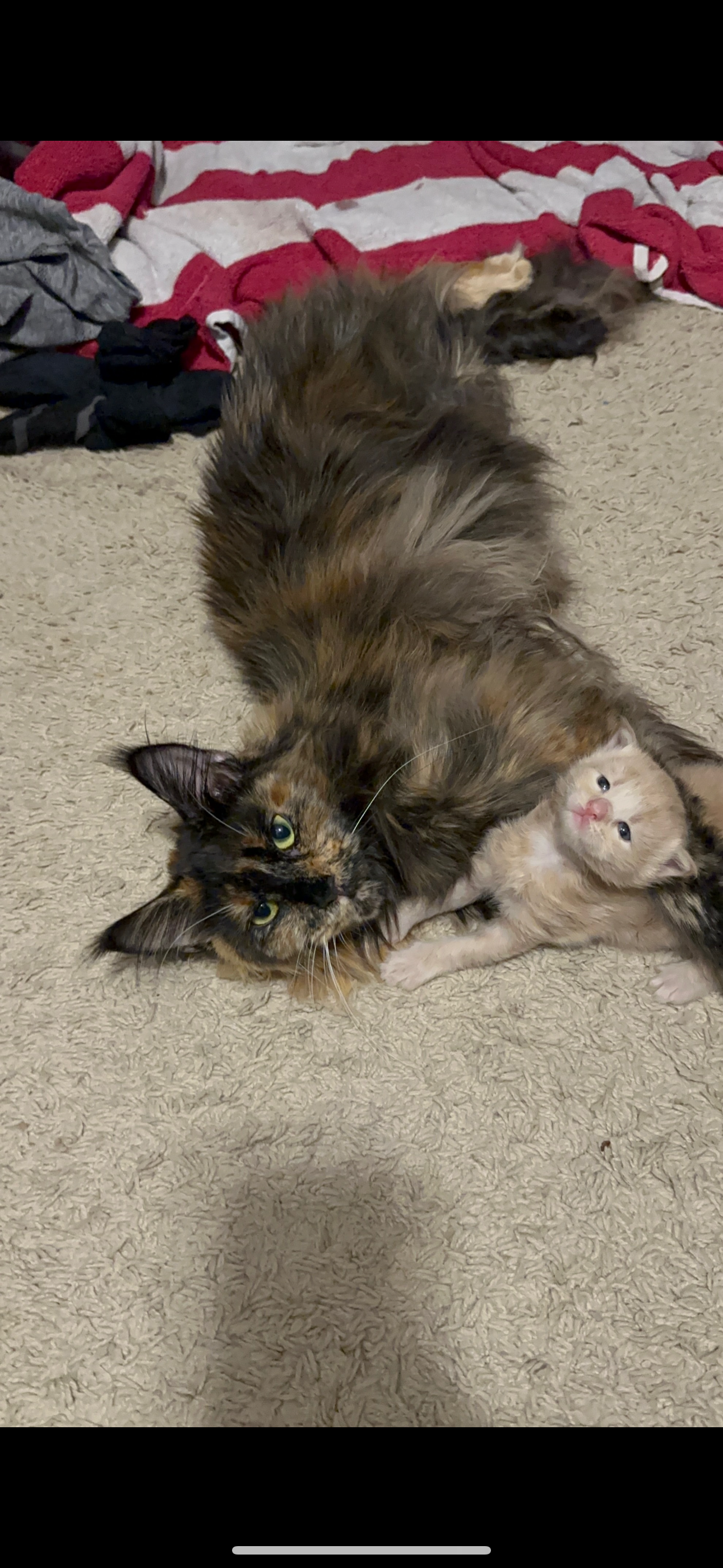 Halo and Dragon’s son Riot