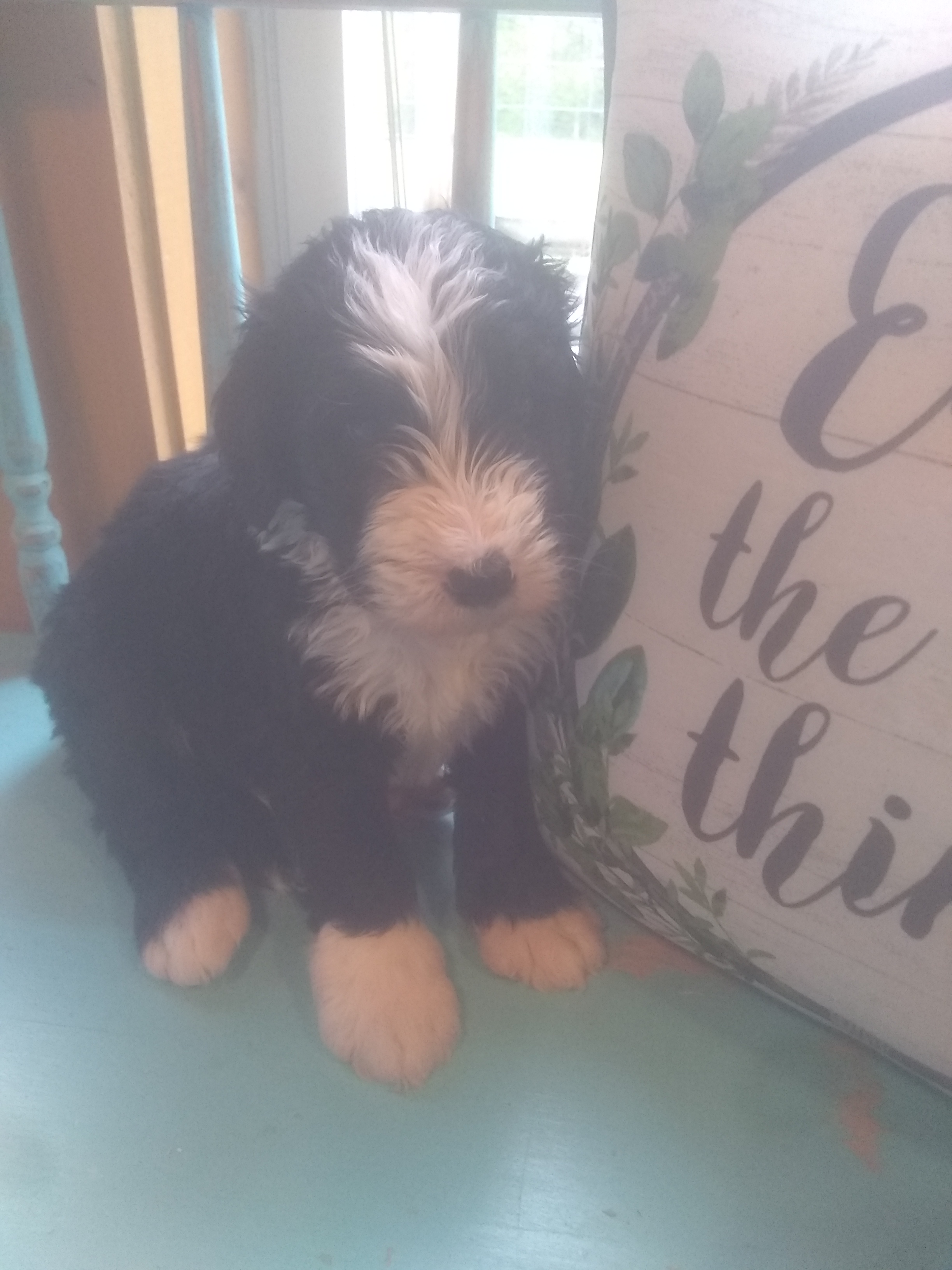 10 week old boy(Oreo)
