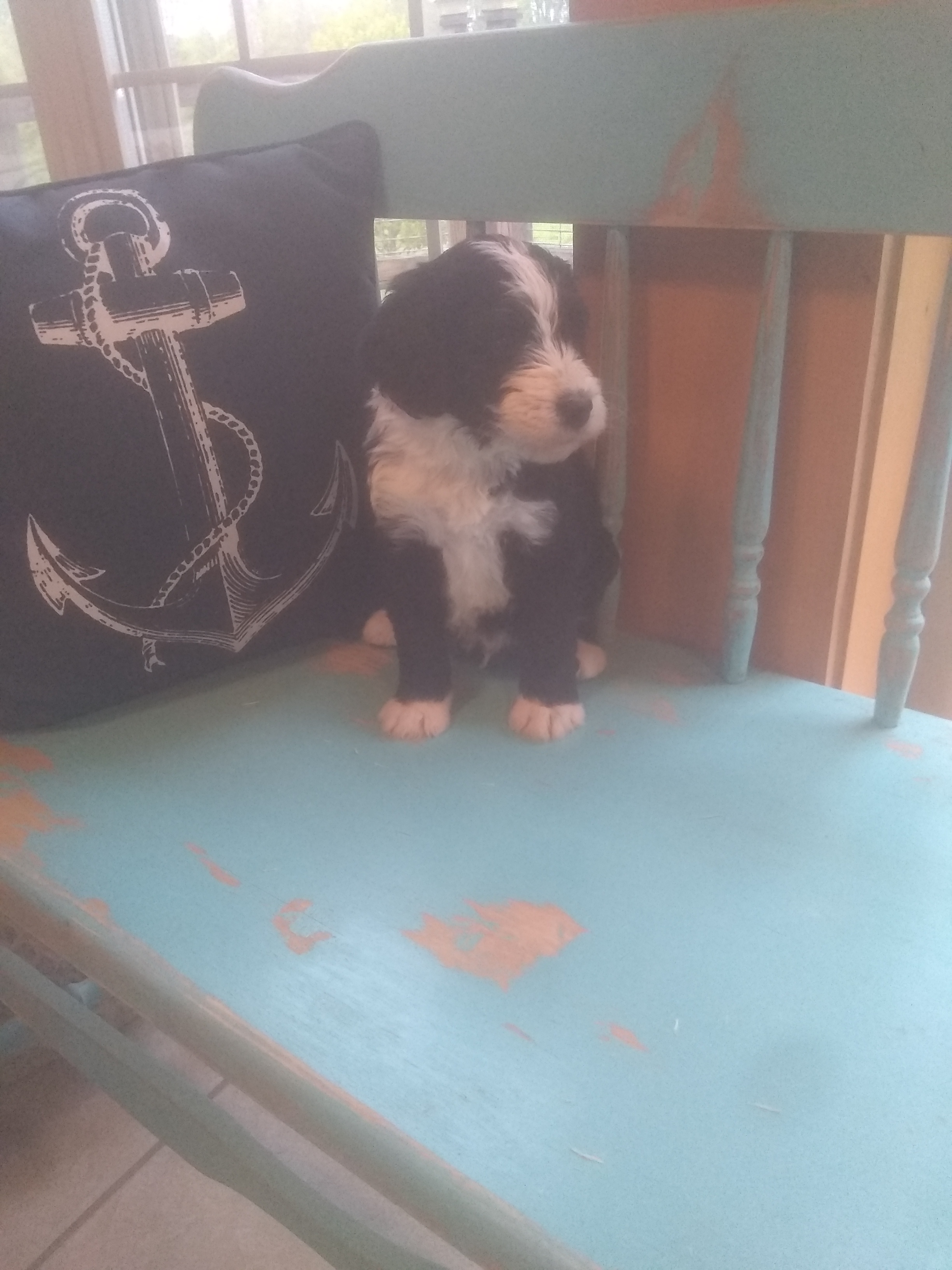 8 week old boy(Snickerdoodle)