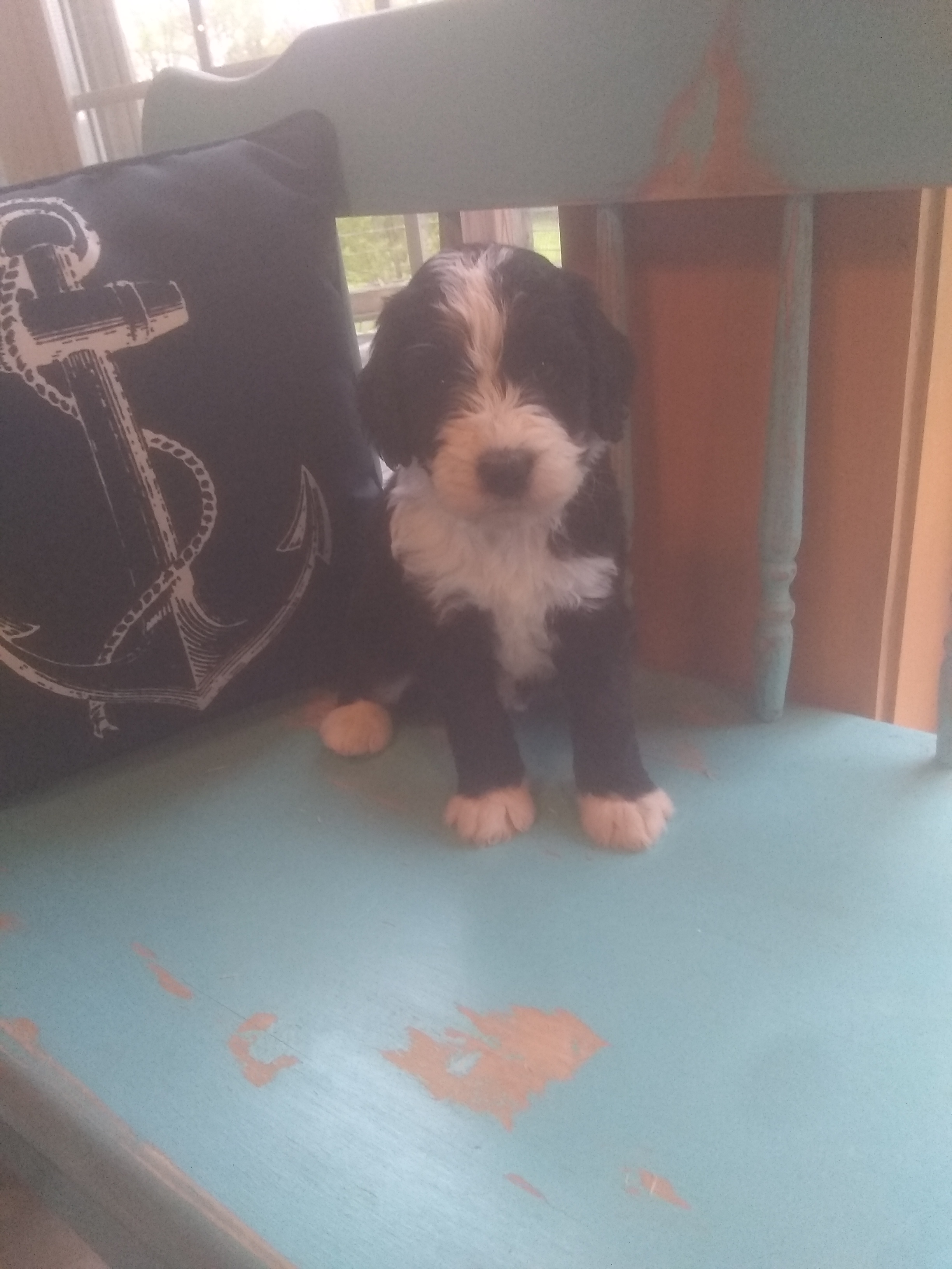 8 week old boy(Snickerdoodle)