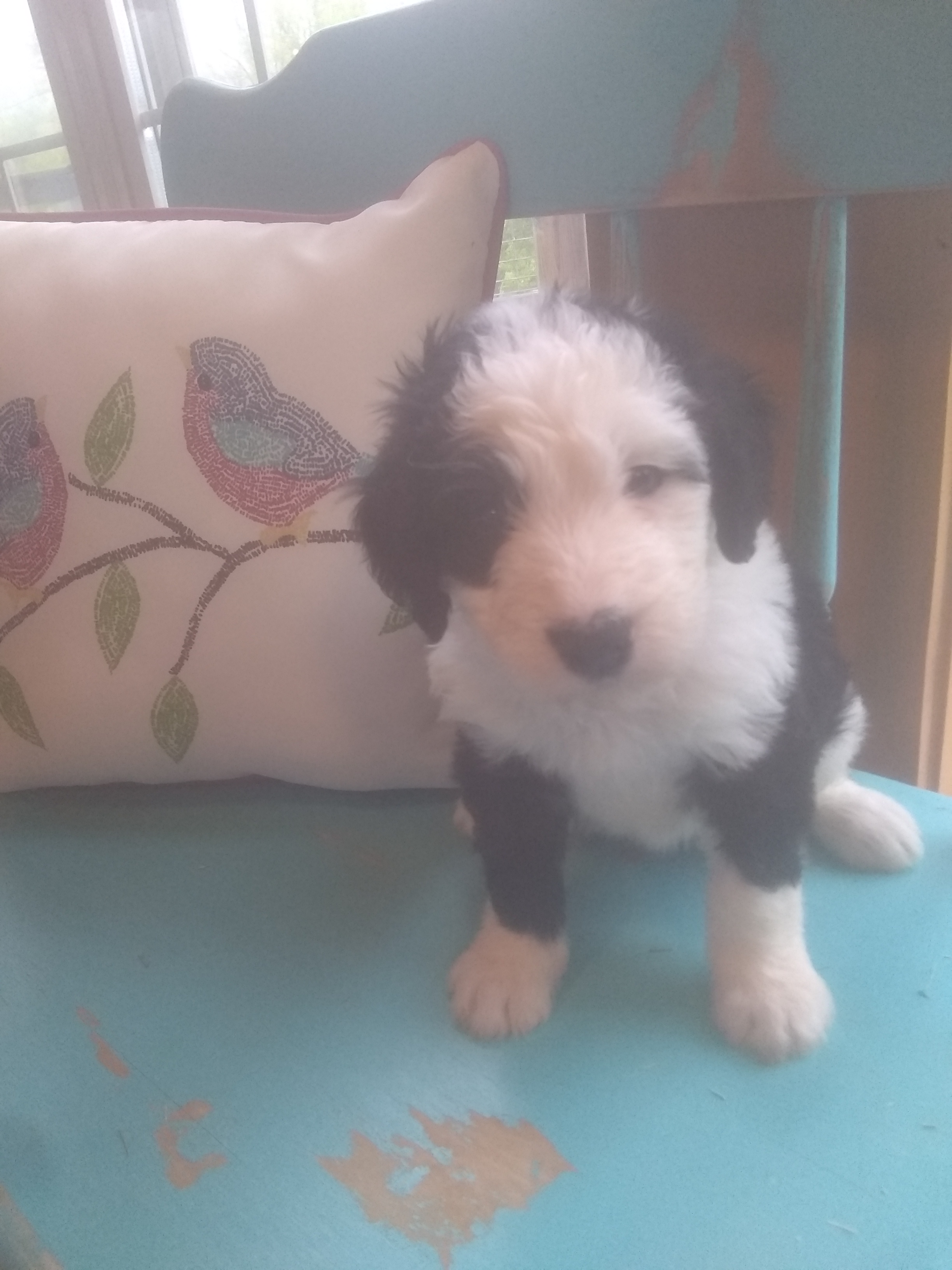 8 week old Girl (Tootsie Roll) Adopted