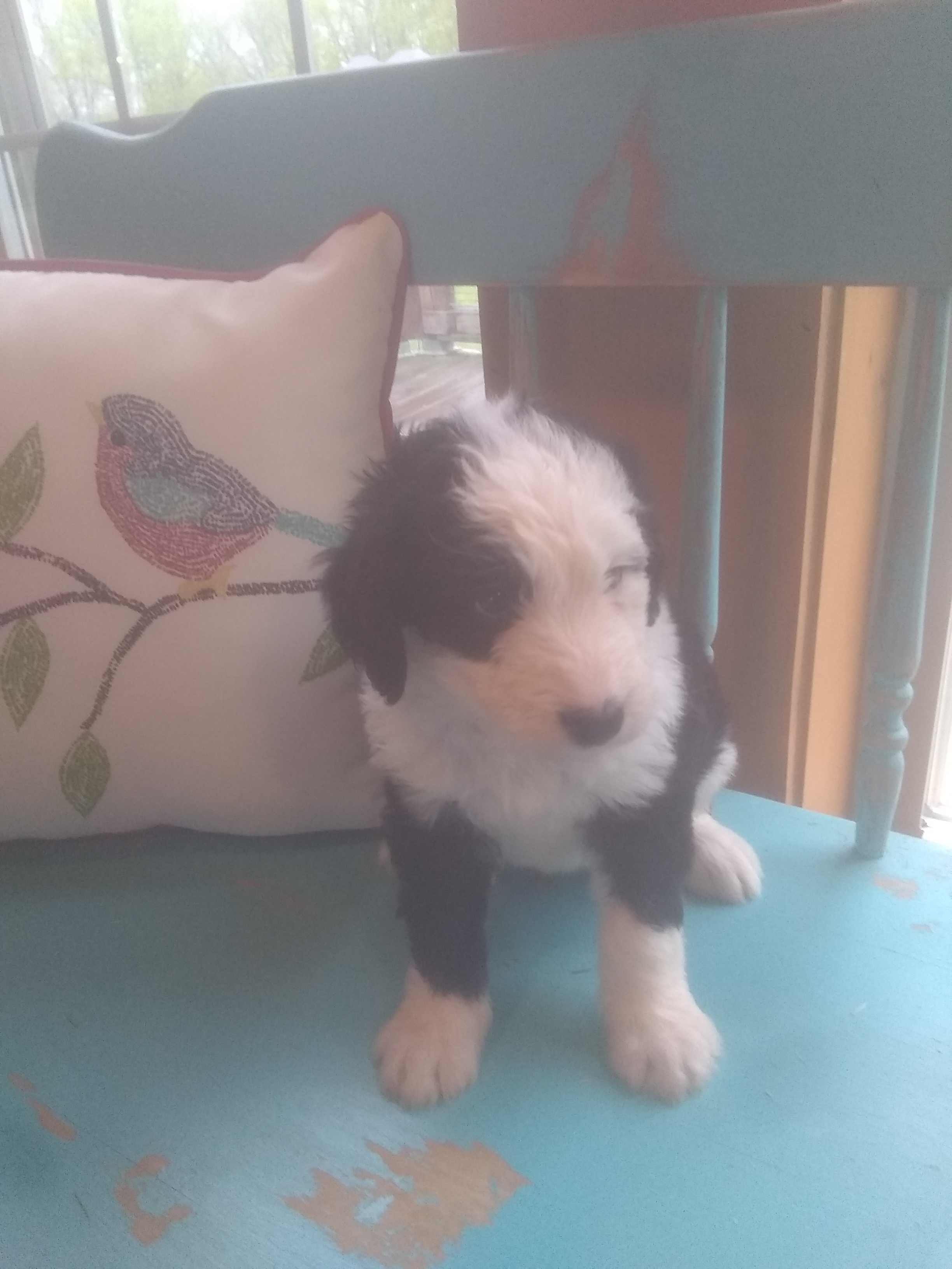 8 week old Girl (Tootsie Roll) Adopted