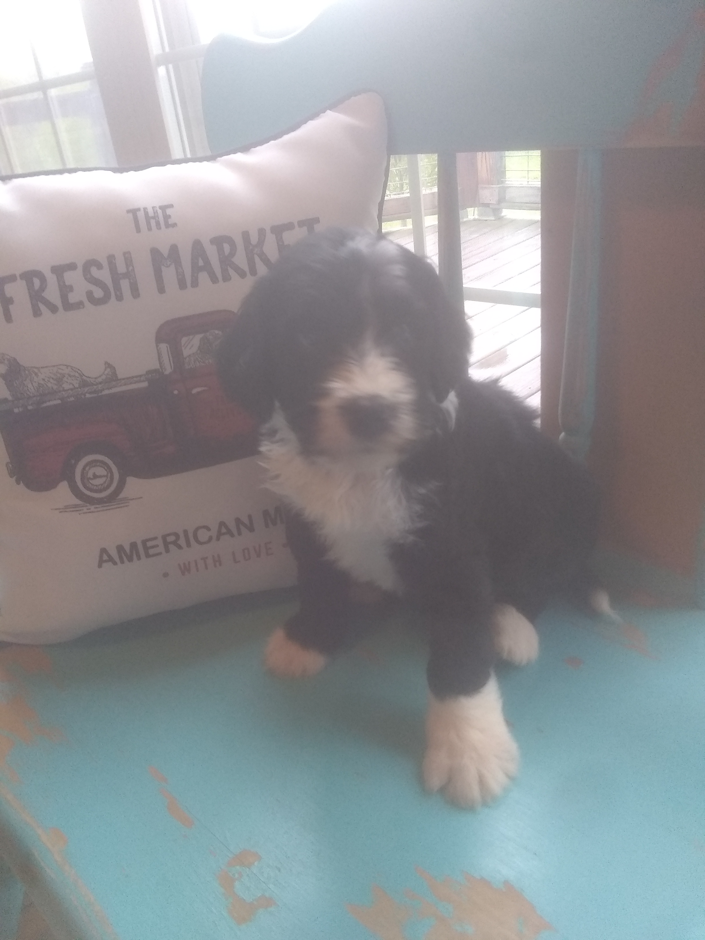 8 week old Boy (Almond Joy)