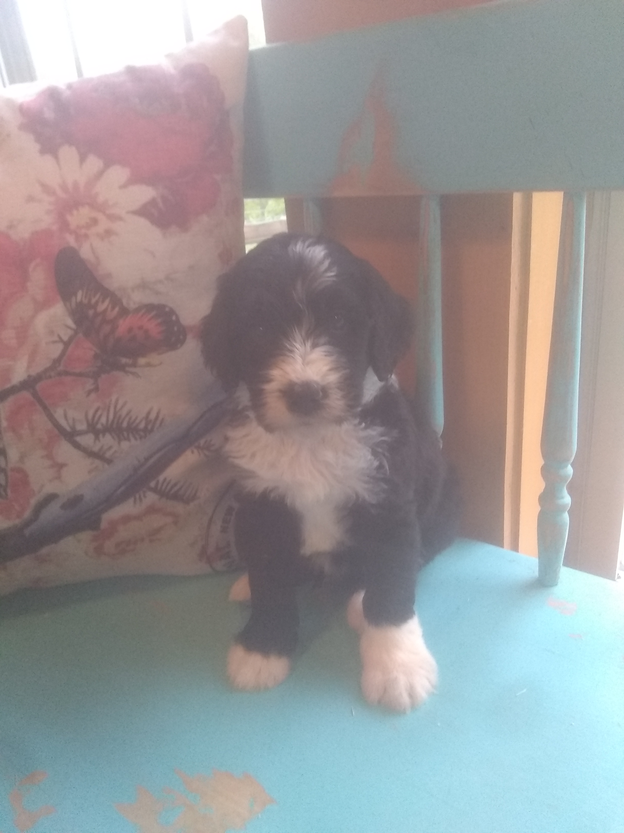 8 week old Boy (Almond Joy)