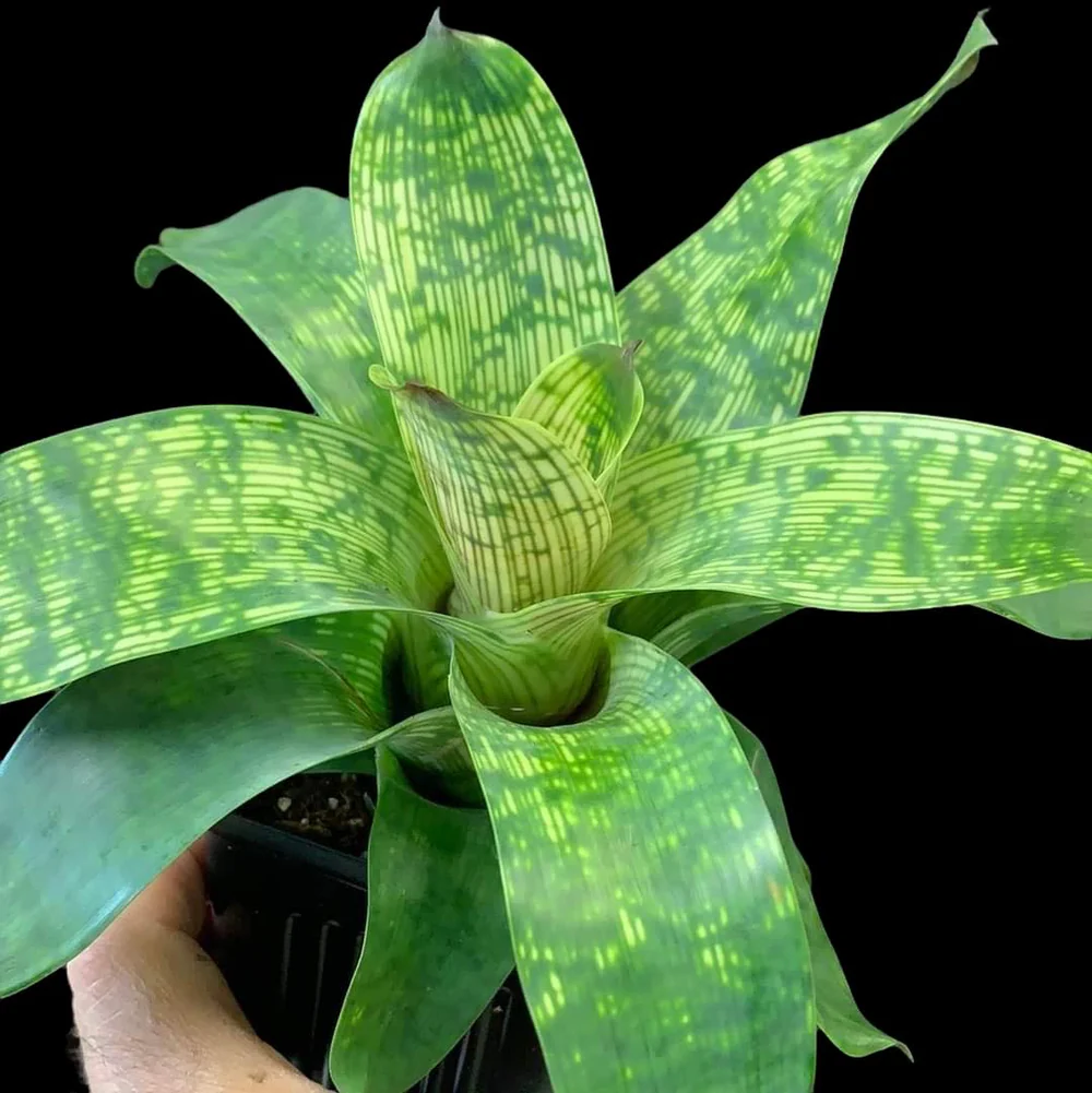 Vriesea gigantea ‘Nova’