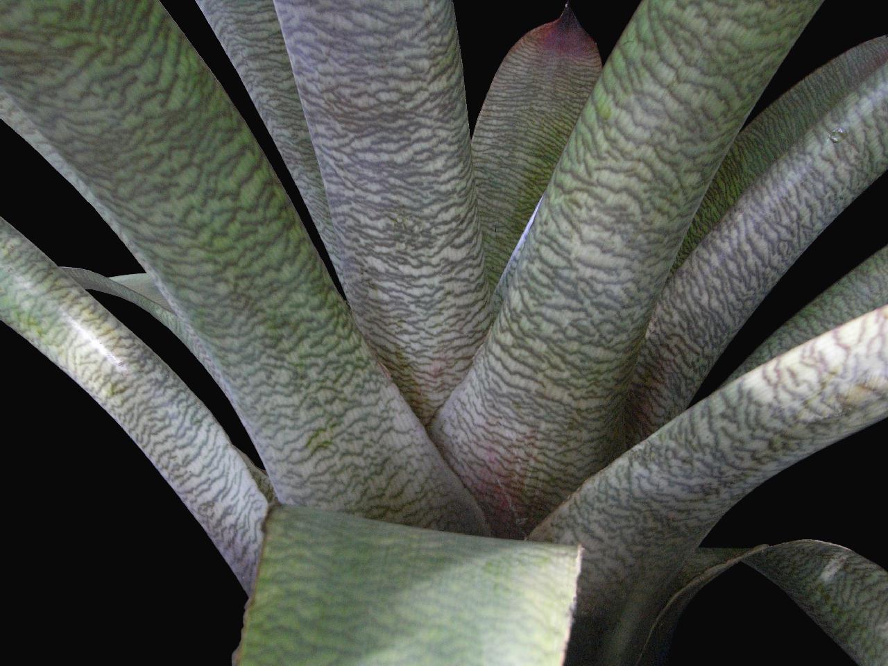 Vriesea fenestralis