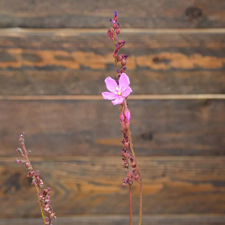 Drosera capensis 'Dark Maroon'