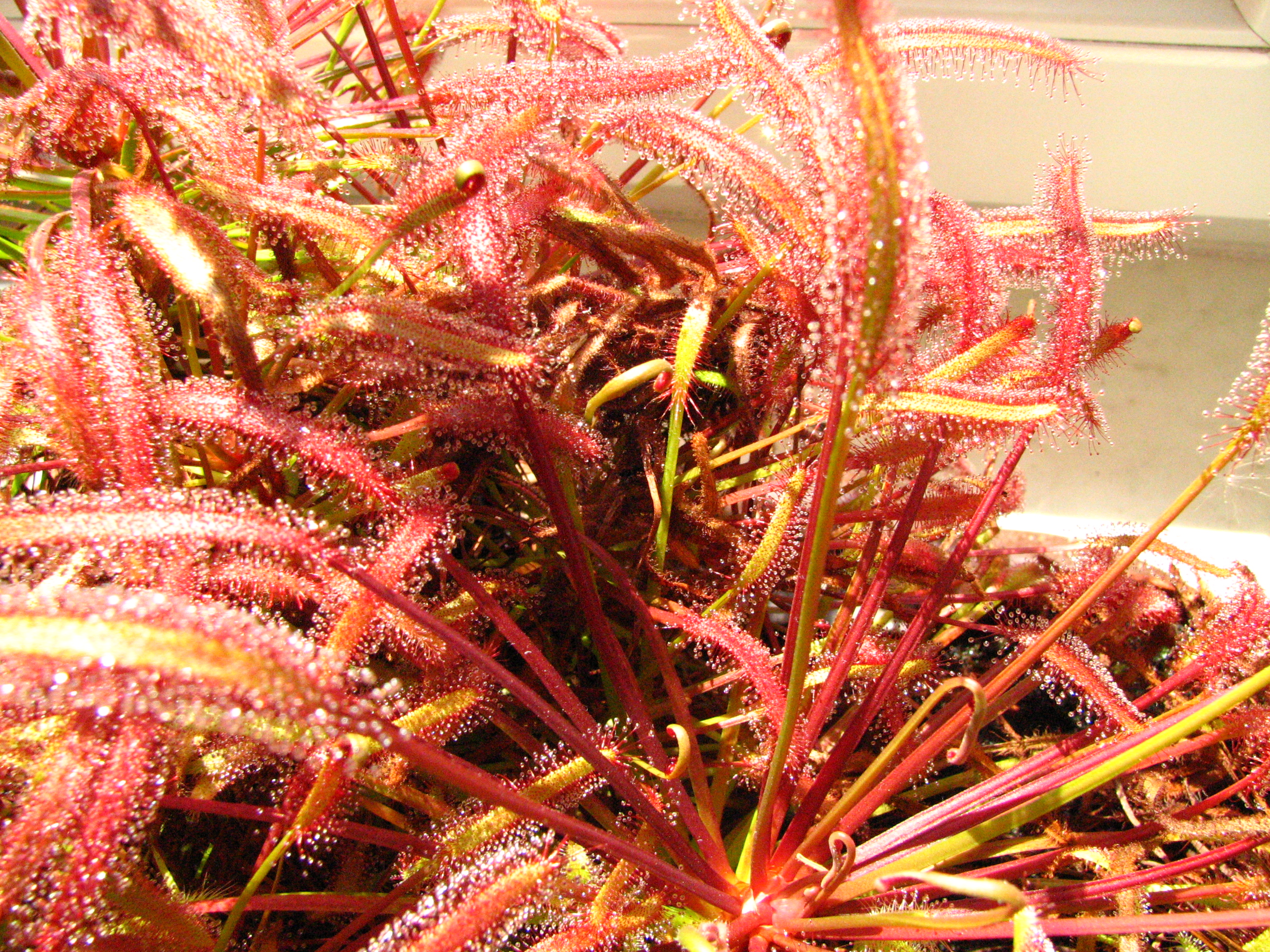 Drosera capensis 'Dark Maroon'