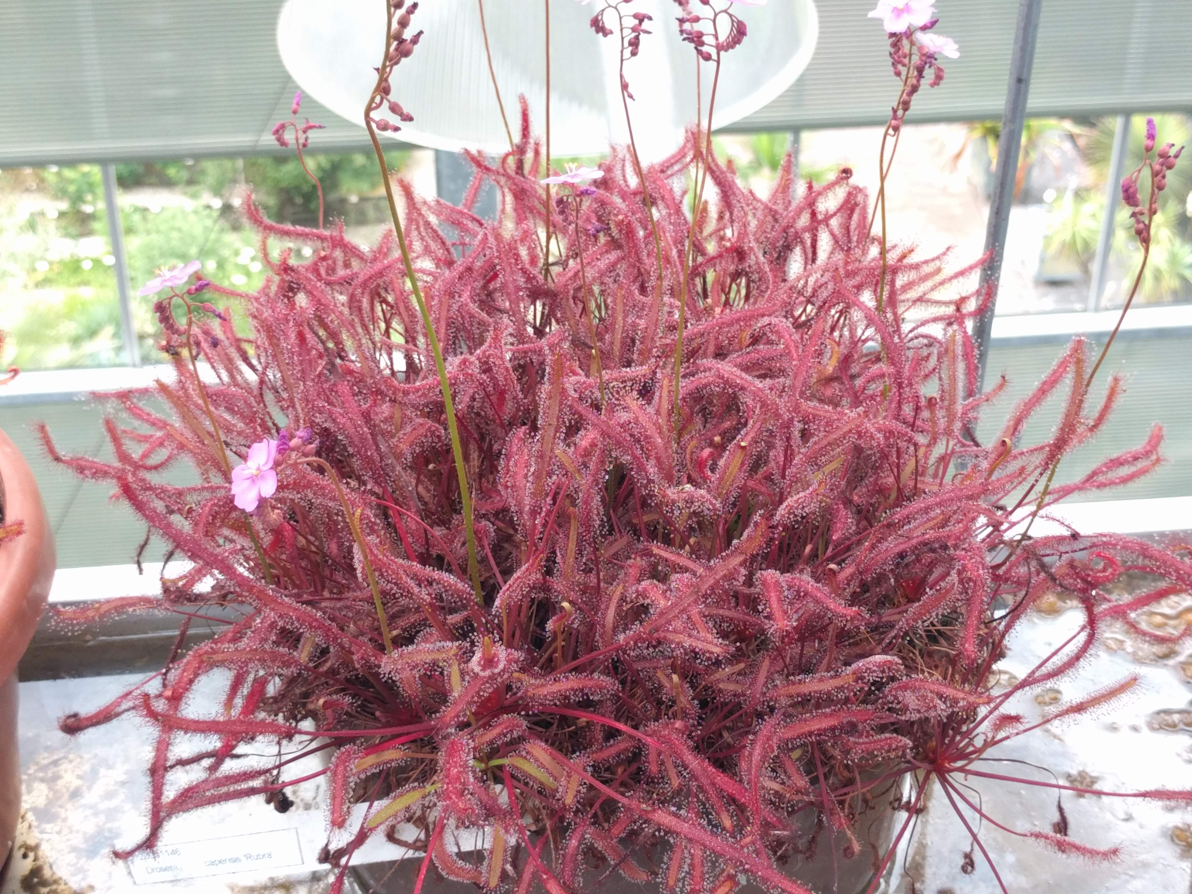 Drosera capensis 'Dark Maroon'