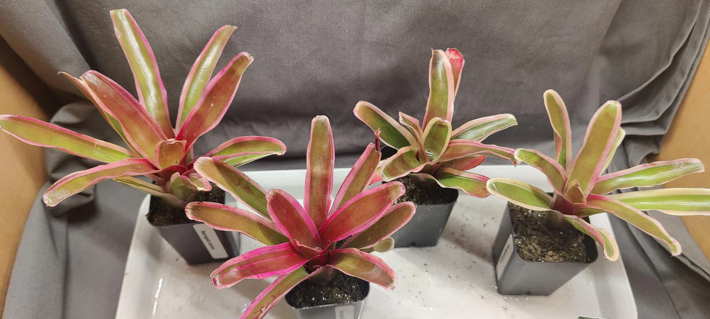 Neoregelia ‘Gorion’
