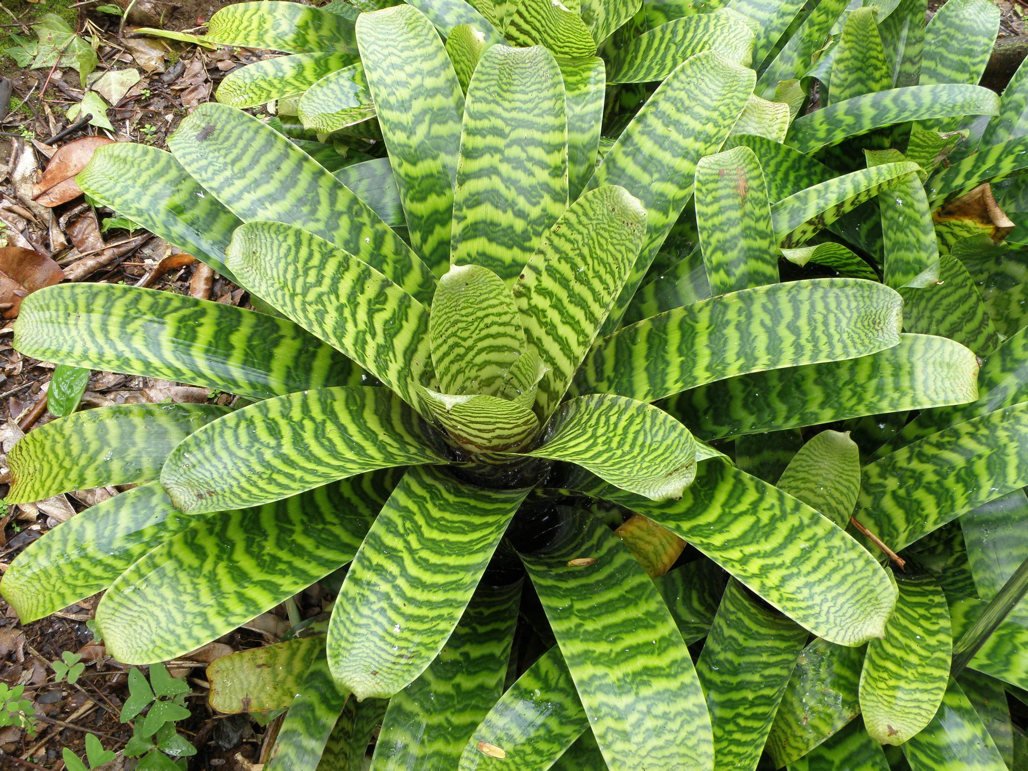 Vriesea hieroglyphica
