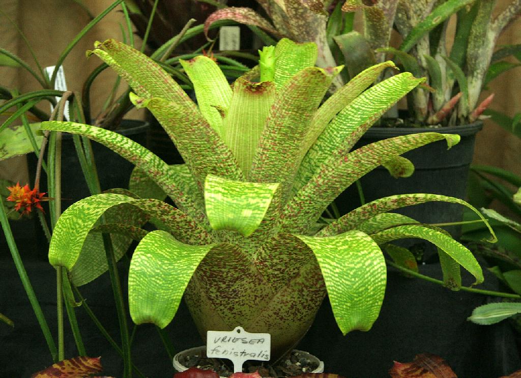 Vriesea fenestralis