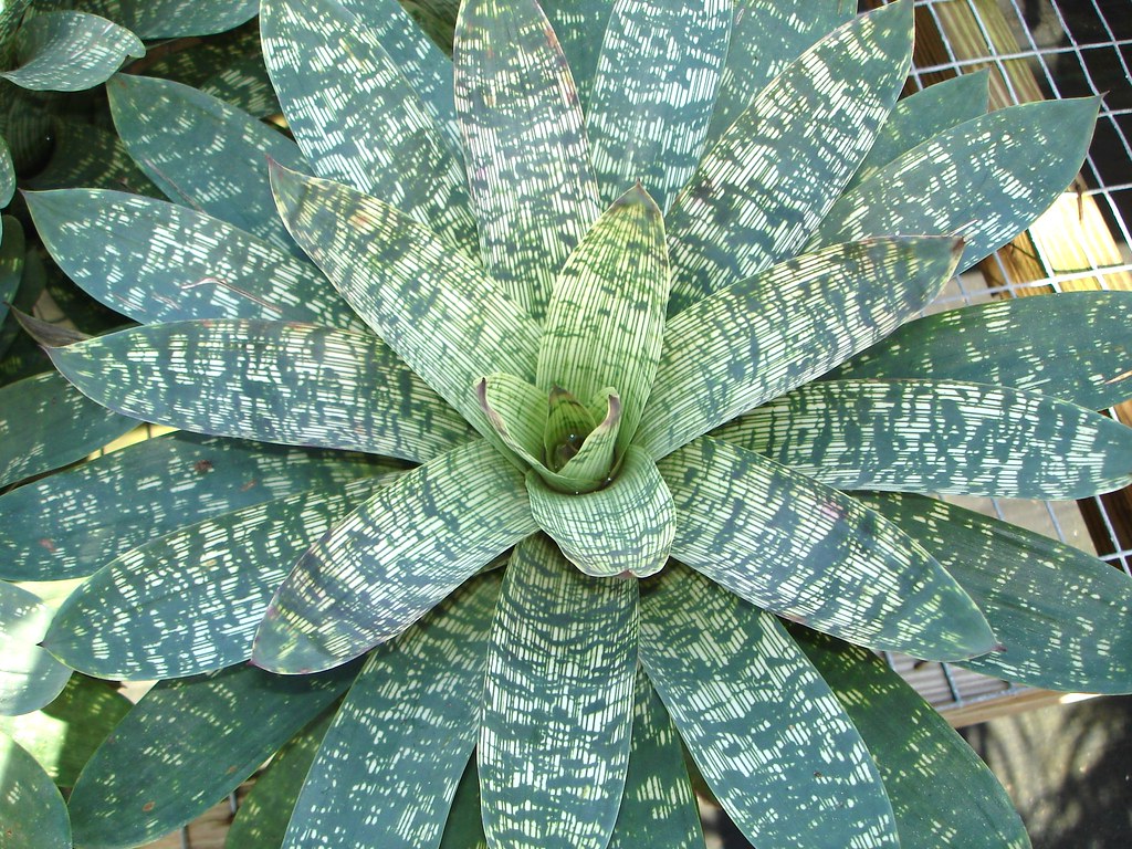 Vriesea gigantea ‘Nova’