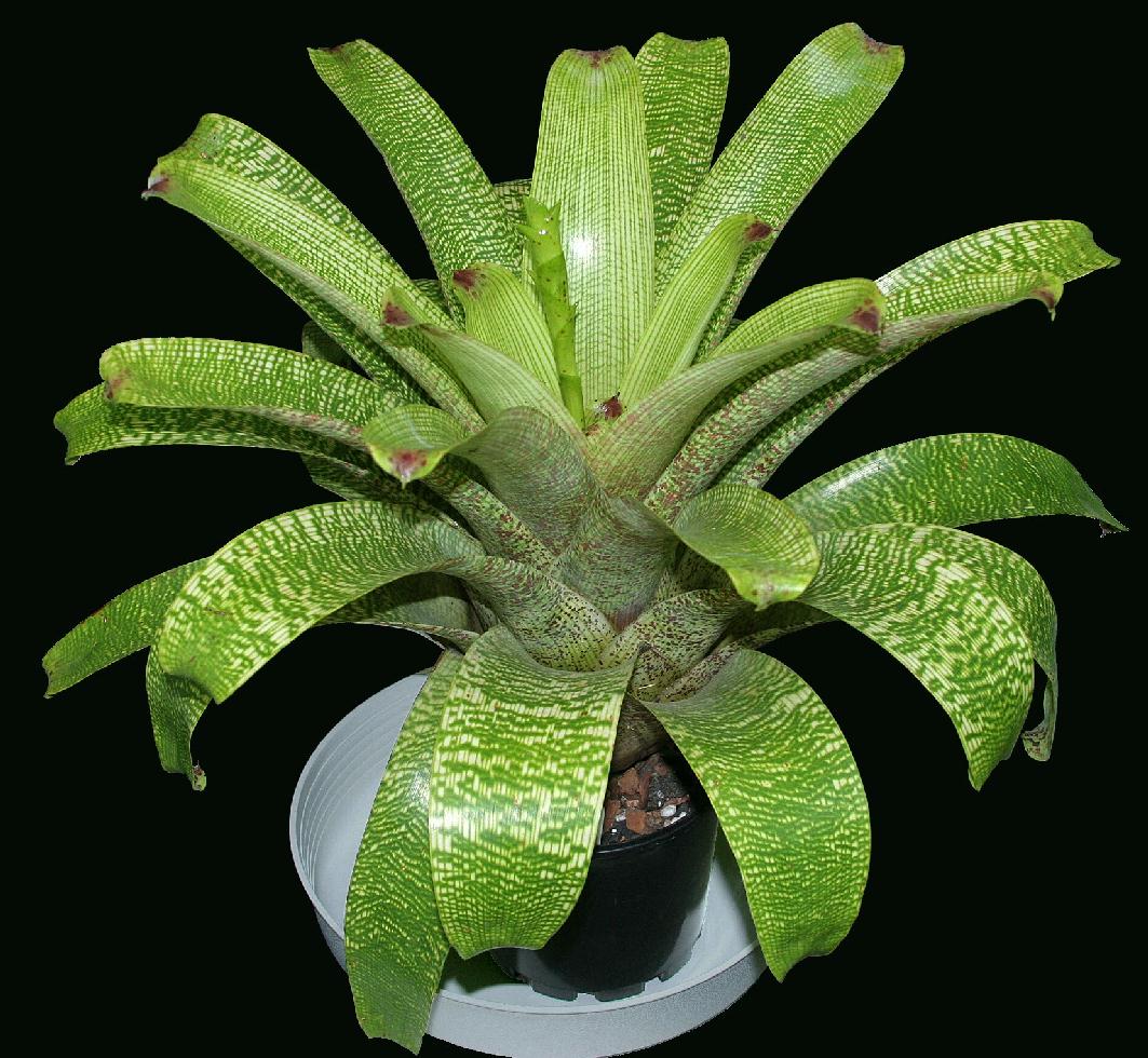 Vriesea fenestralis