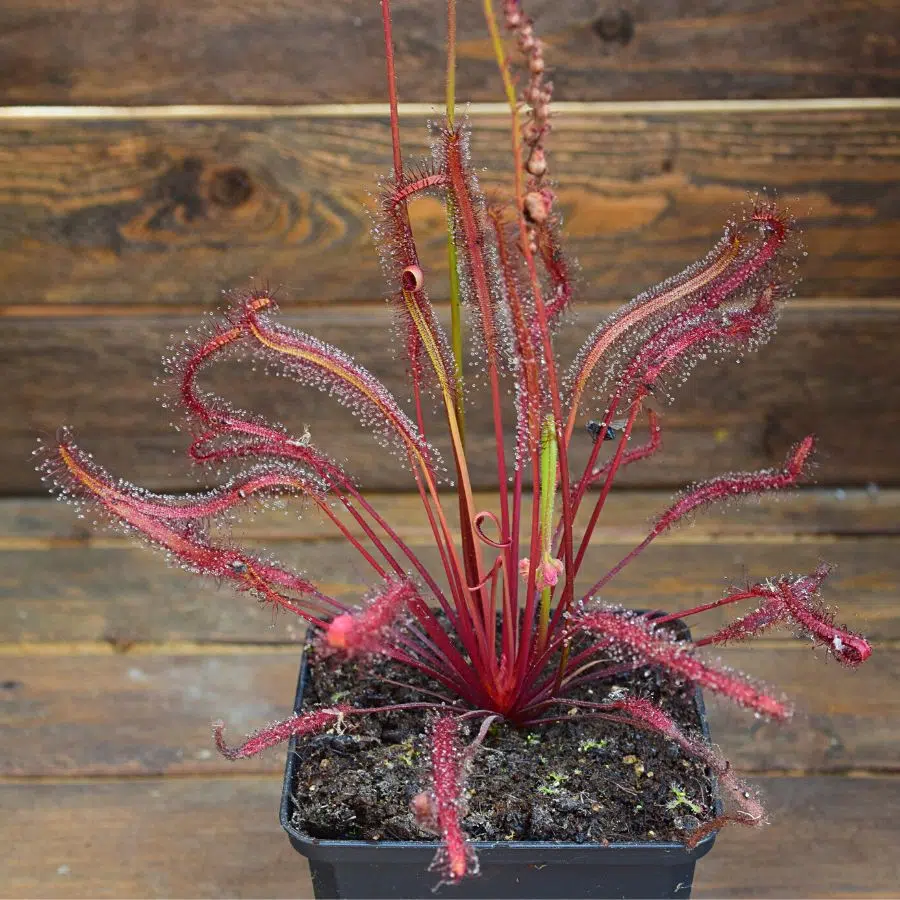 Drosera capensis 'Dark Maroon'