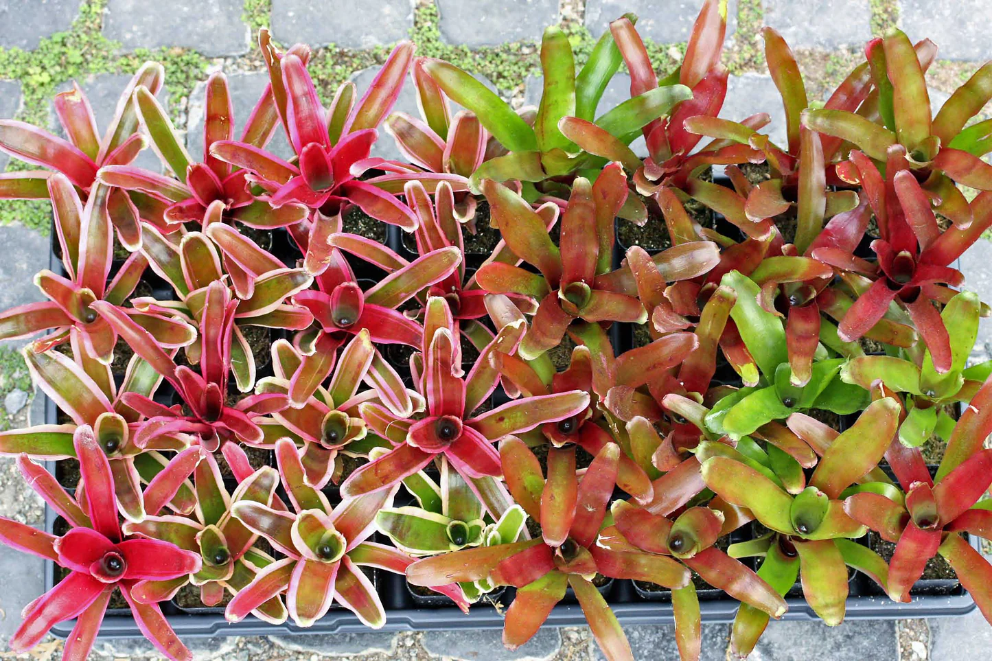 Neoregelia ‘Gorion’