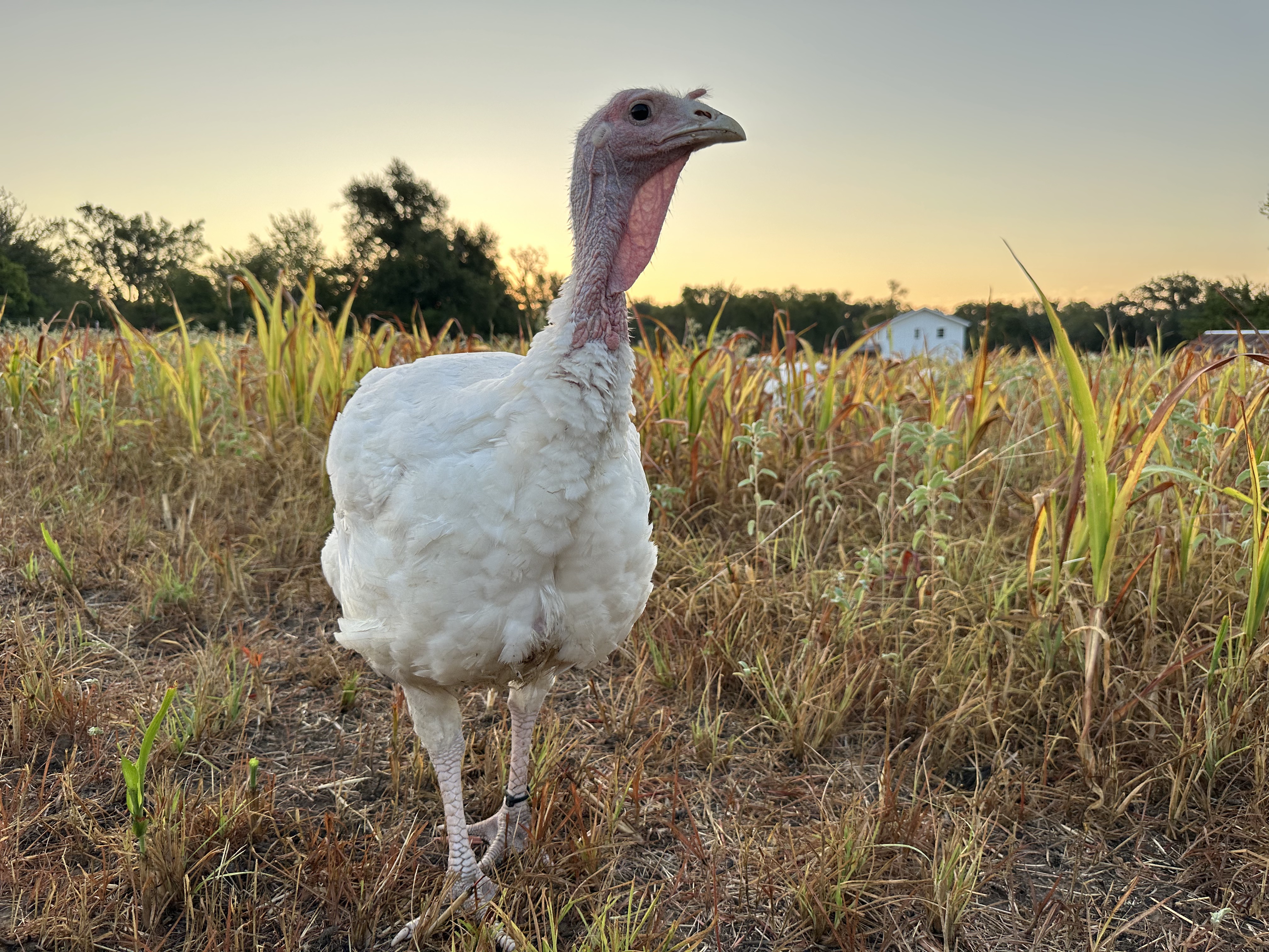 DEPOSIT for 2025 Thanksgiving Turkey