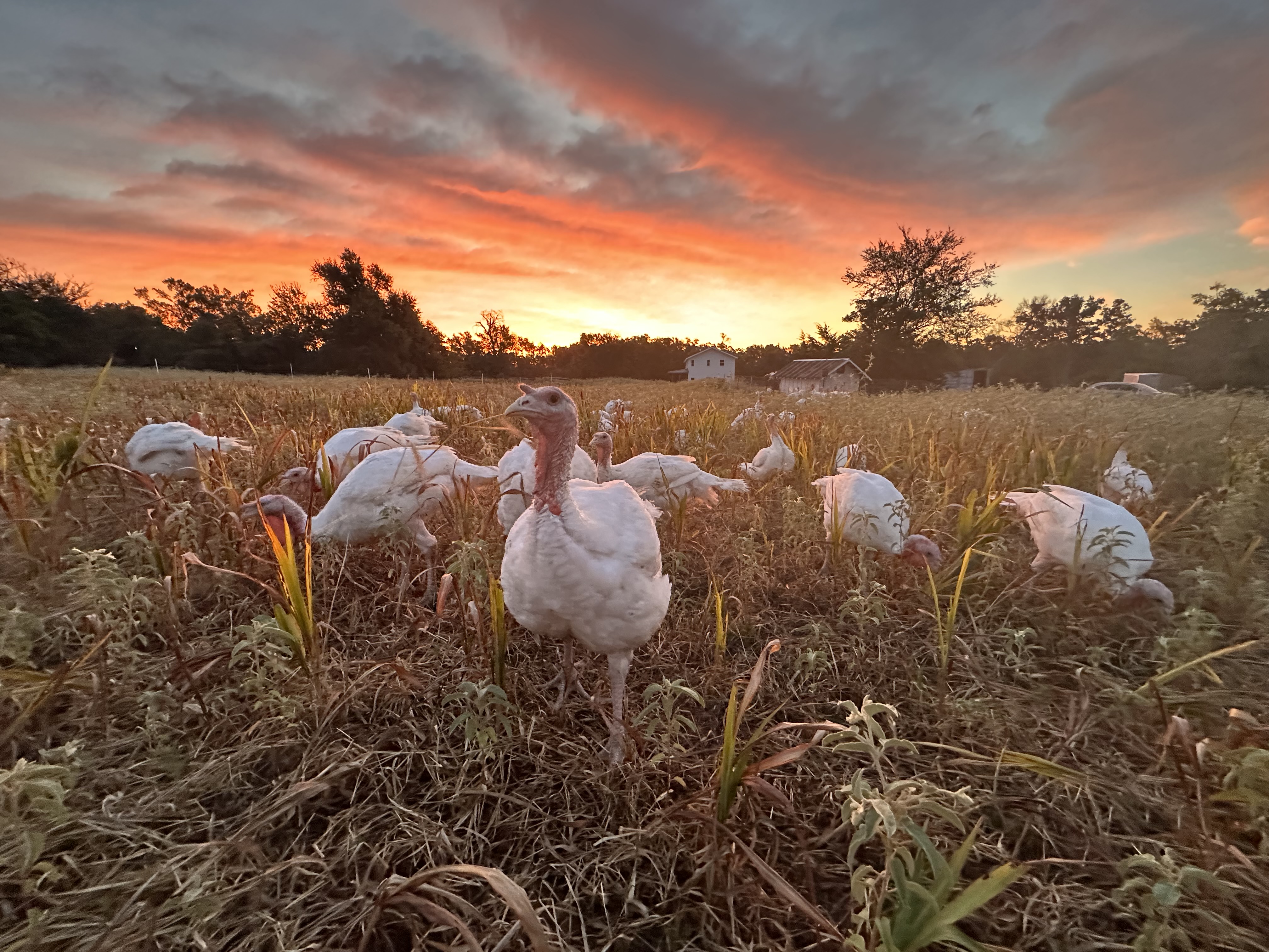 DEPOSIT for 2025 Thanksgiving Turkey