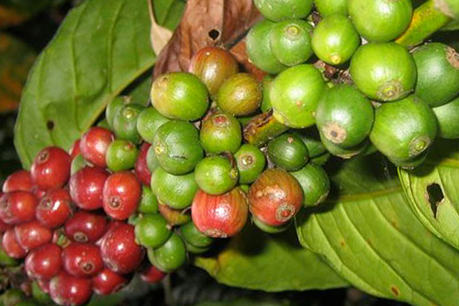 COLUMBIA EXCELSO EP - Espresso