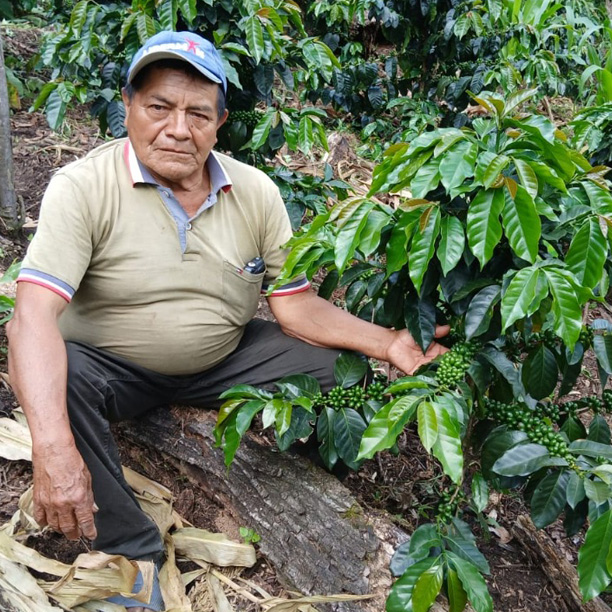 PERU AMOJU ALPES (Organic) - Premium Roast