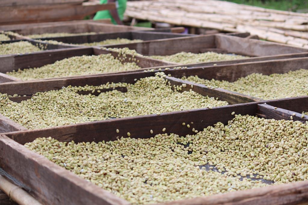 ETHIOPIA MC - Regular Roast, Decaf, EP DECAF PROCESS