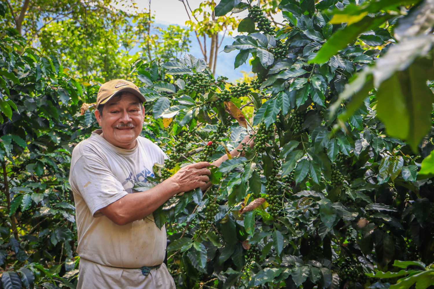 PERU SAN IGNACIO (Organic) - Premium Roast