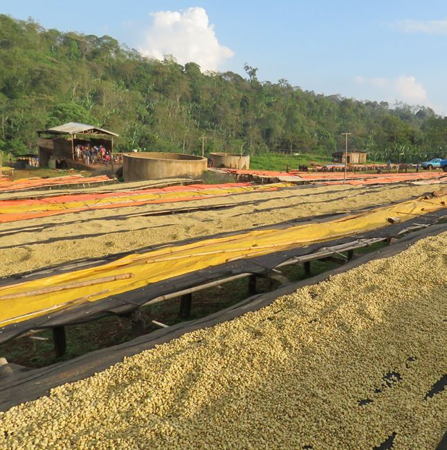 ETHIOPIA SIDAMO GUJI - Italian Roast