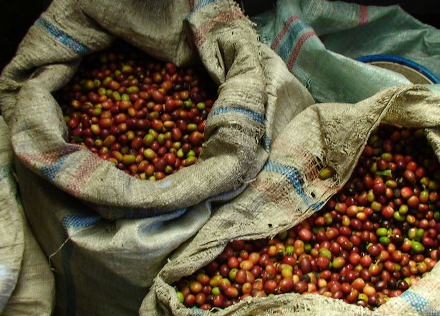 SUMATRA TAKENGON IKA - Premium Roast