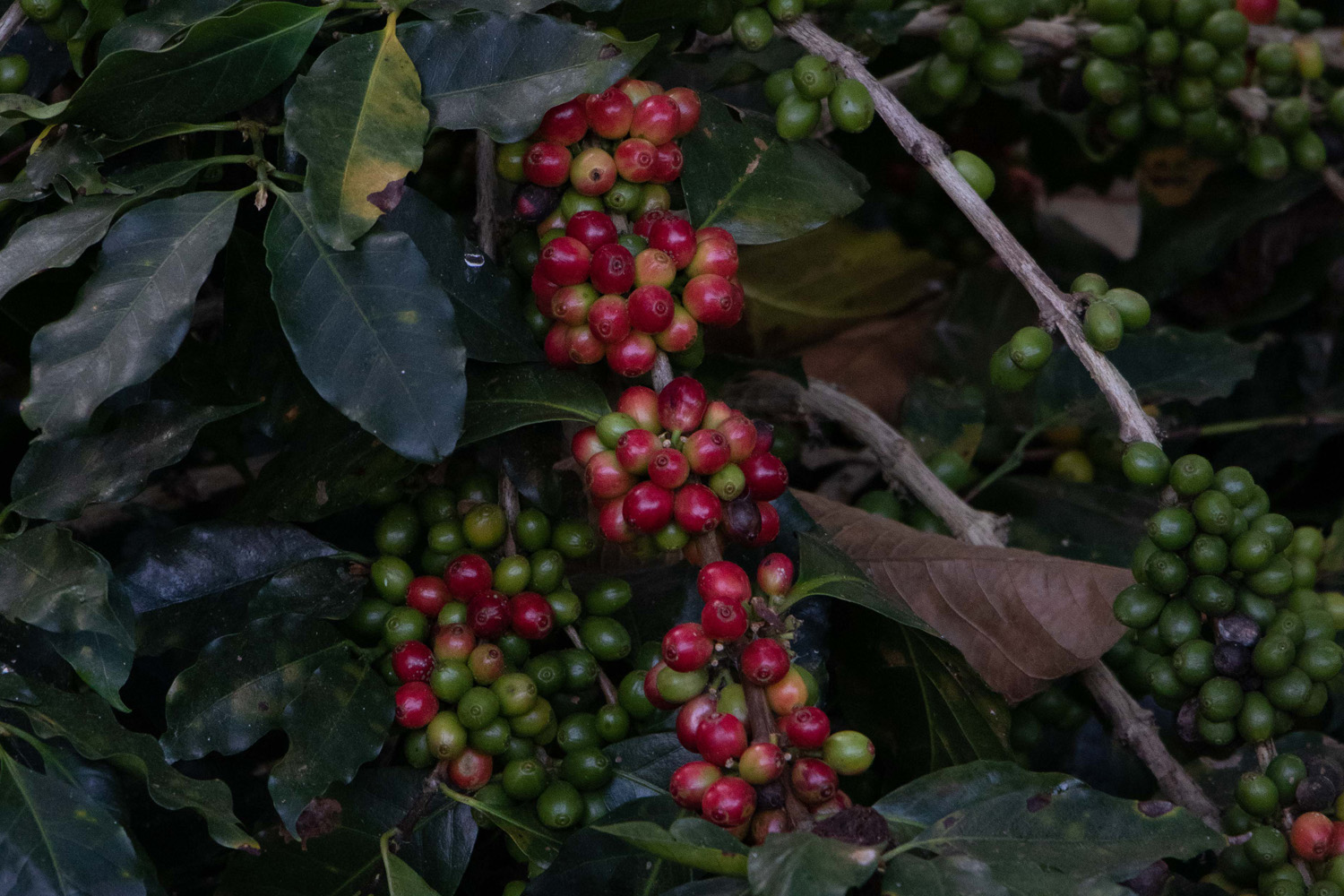 MEXICO PW - Regular Roast