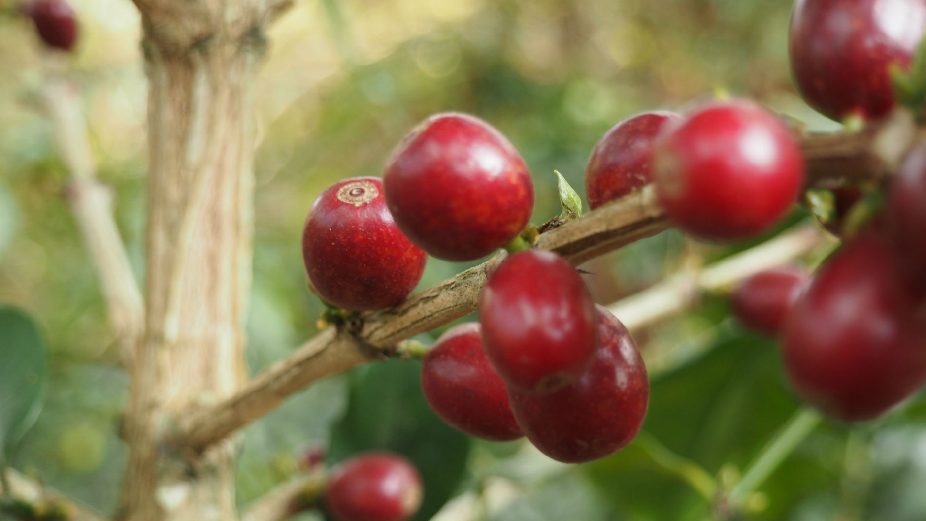 TIMOR LESTE (Organic) - Premium Roast