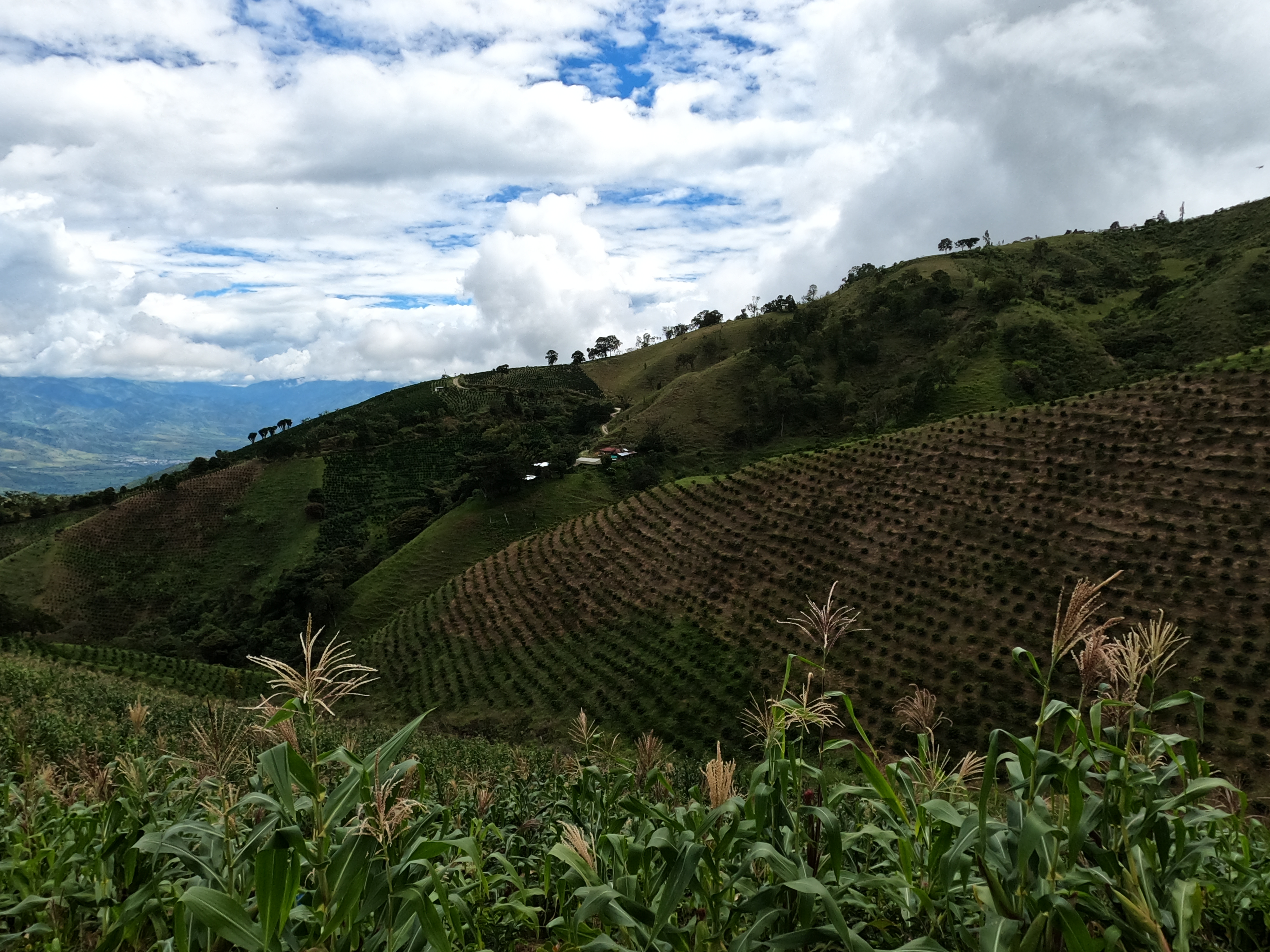 COLOMBIA  HUILA ALGERCIAS - Premium Roast