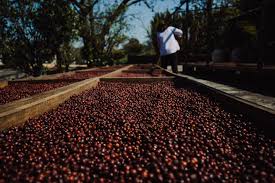 MEXICO FINCA FATIMA - Elite Roast (Full Natural)