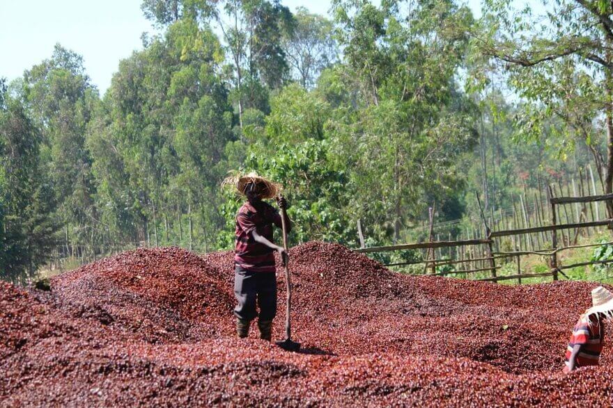 ETHIOPIA SIDAMO DAYE BENSA- Premium Roast