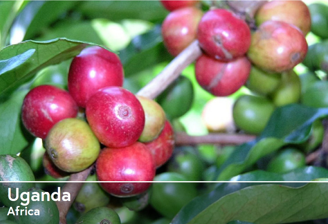 UGANDA BUGISU - Premium Roast
