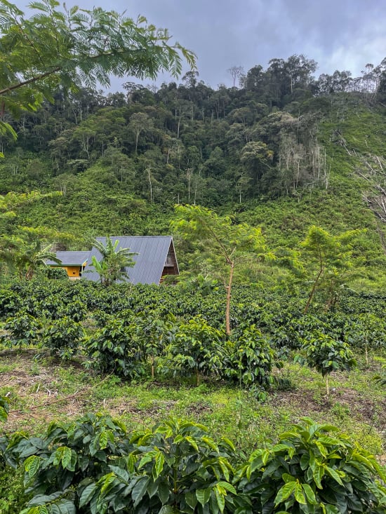 SUMATRA TAKENGON PUTRA GAYO - Premium Roast