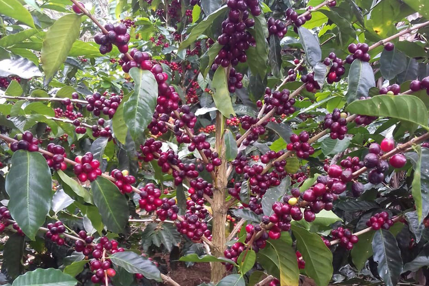 PANAMA BOQUETE - Premium Roast