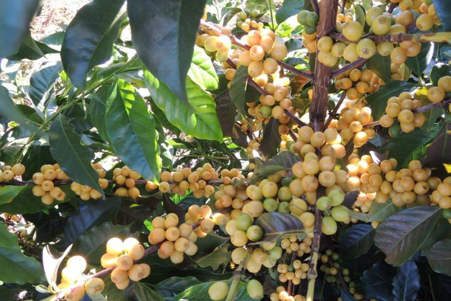 BRAZIL CERRADO - Espresso