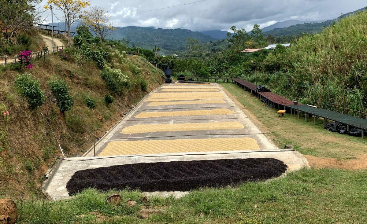 COSTA RICA SAN JOSE - Regular Roast