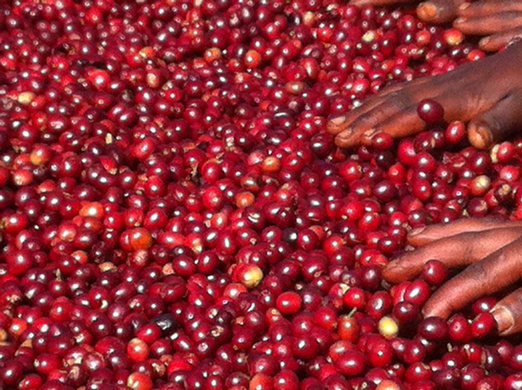 ETHIOPIA QUEEN CITY HARRAR - Espresso