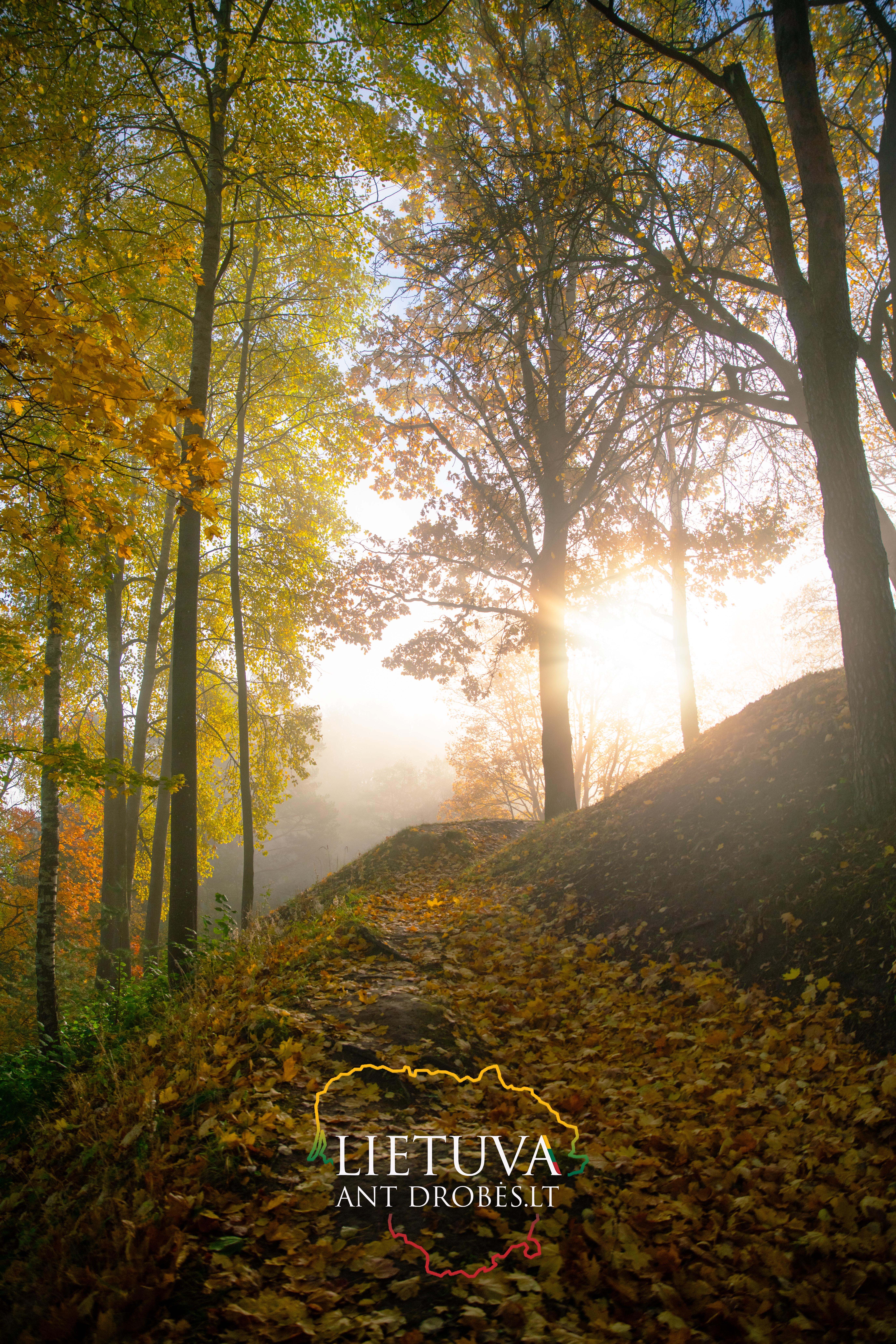 Rudeninis miško takas drobėje