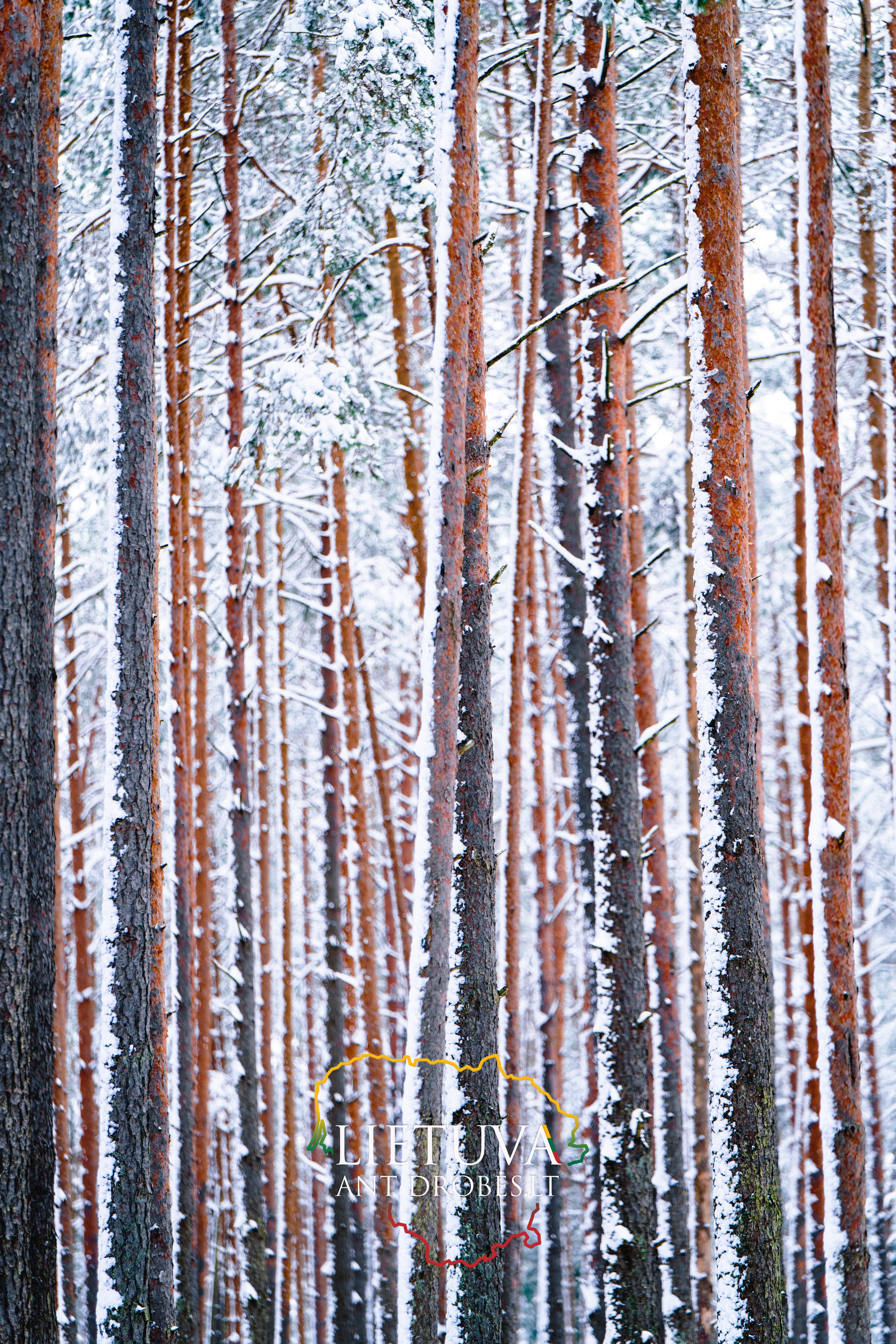 Žiemiško pušyno nuotrauka