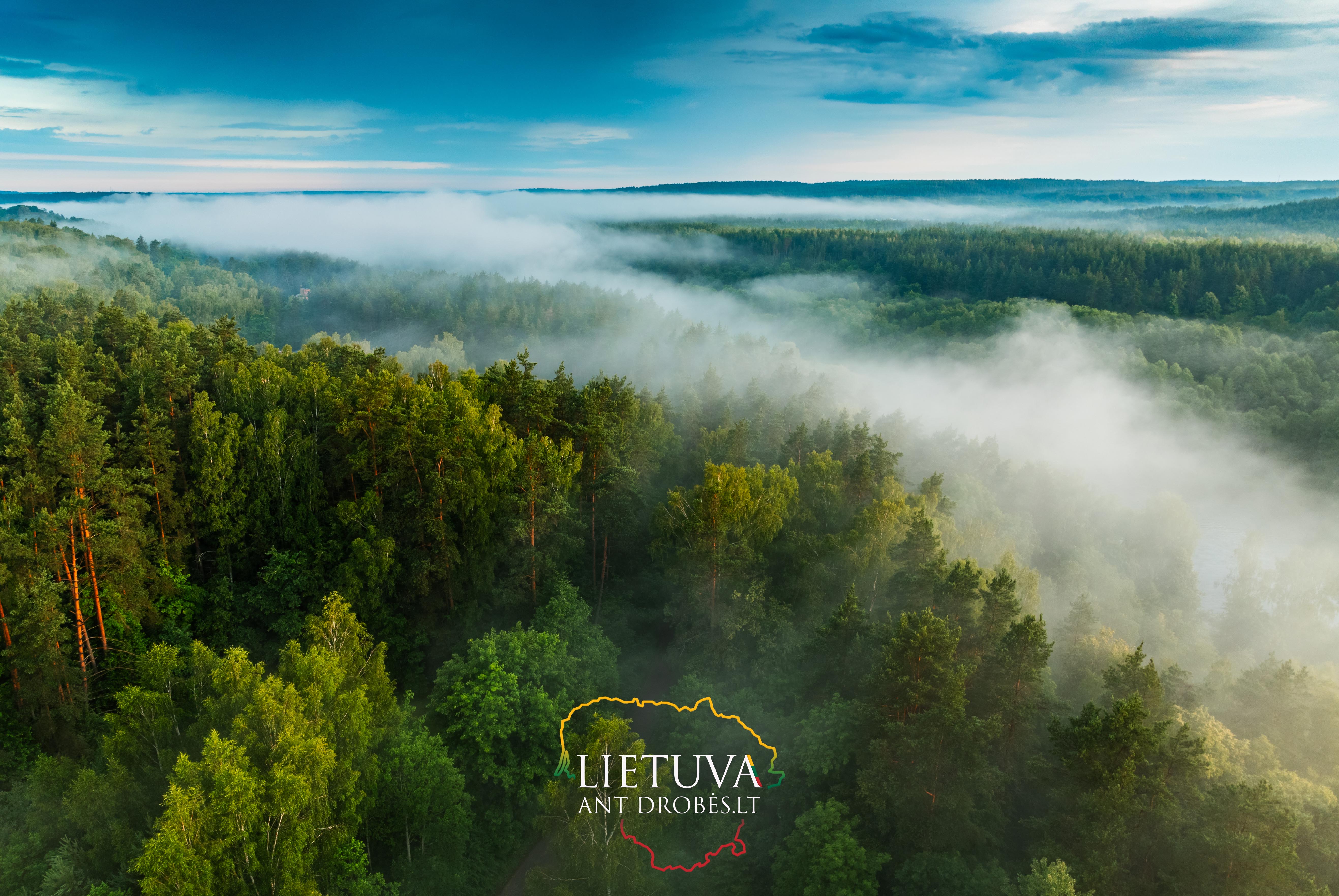 Lietuvos miškų panorama drobėje