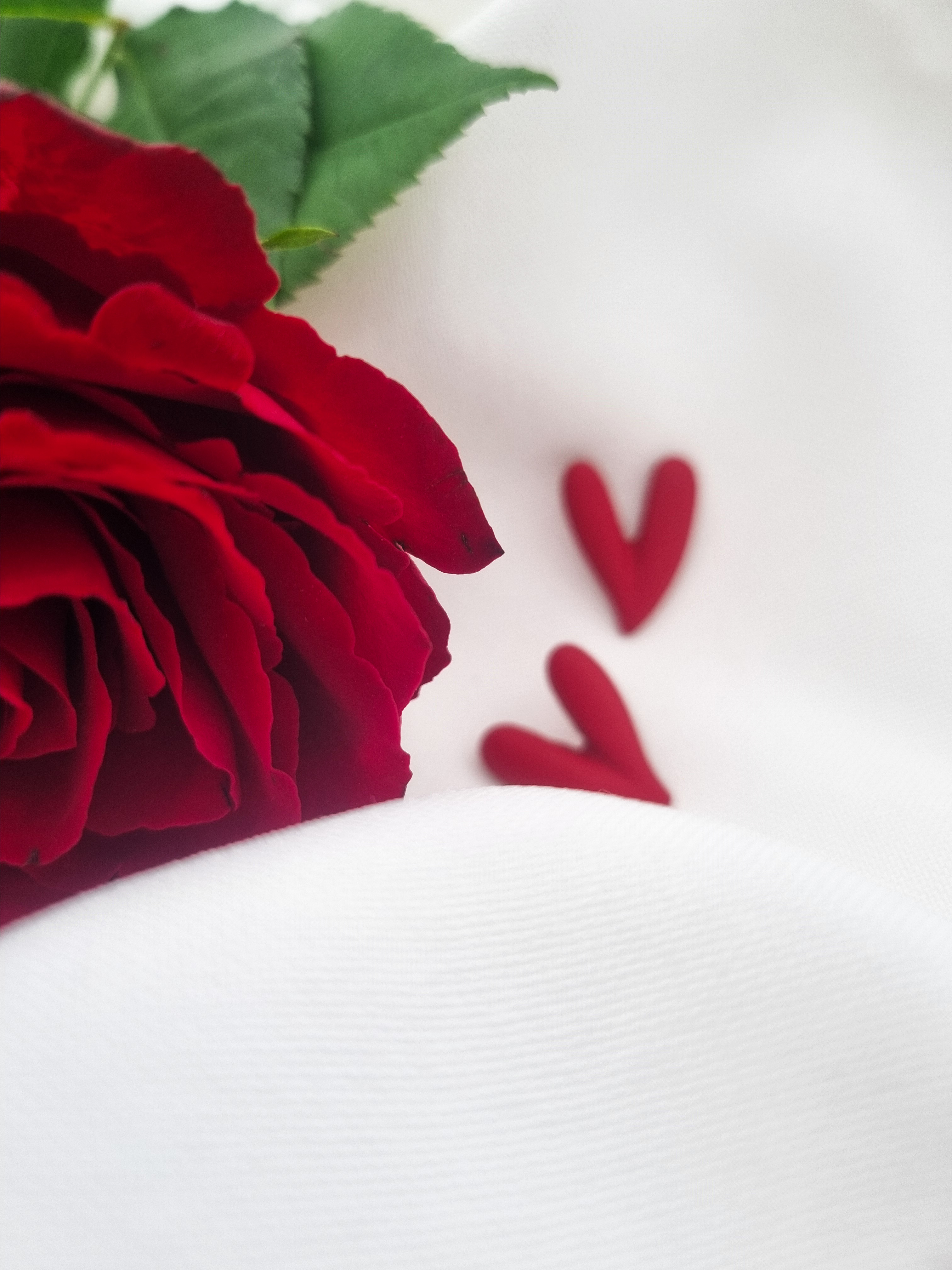 Auskarai „Red rose“