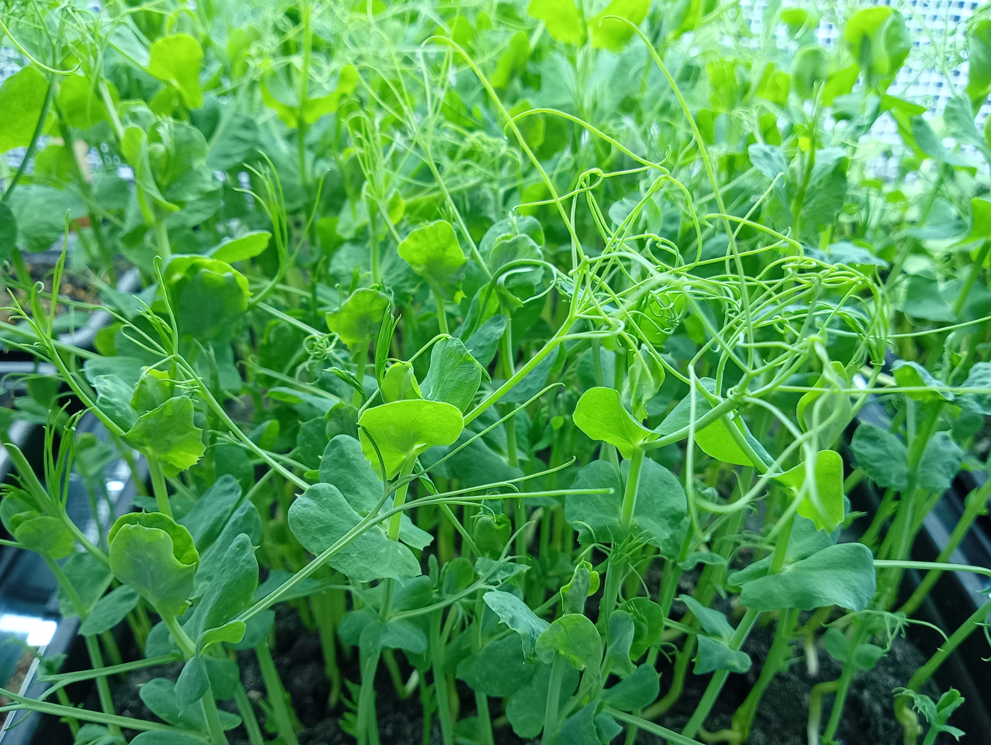 Pea Tendrils