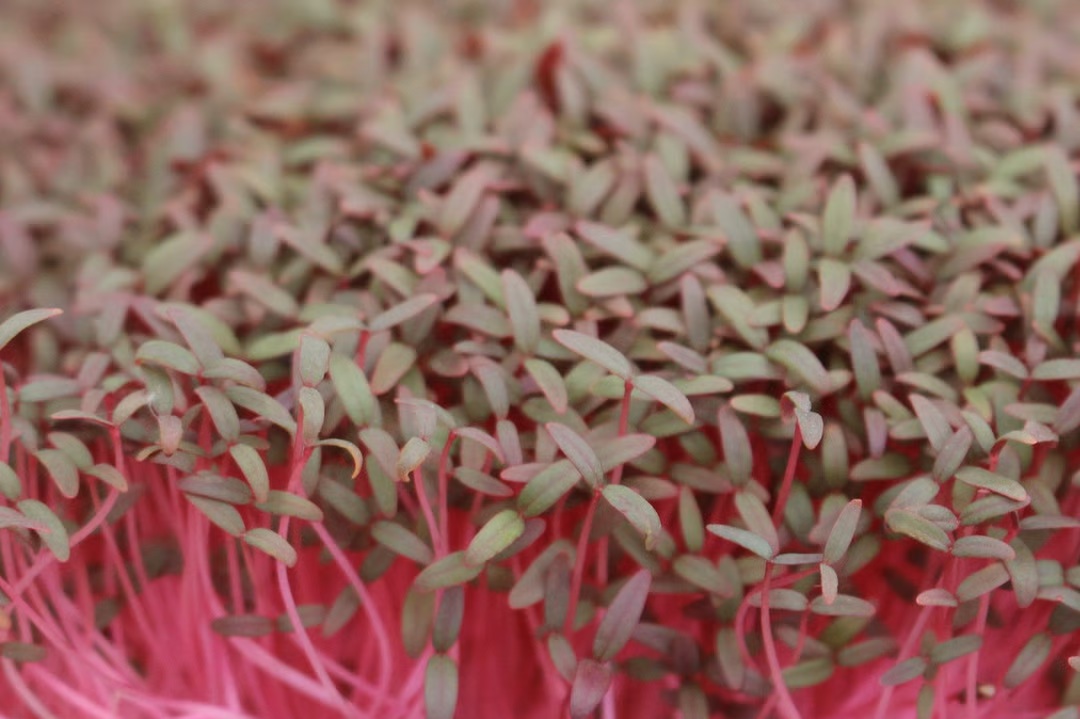 Red Amaranth