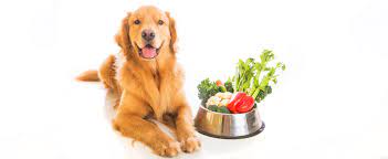 ALIMENTOS ESPECIAIS PARA PET