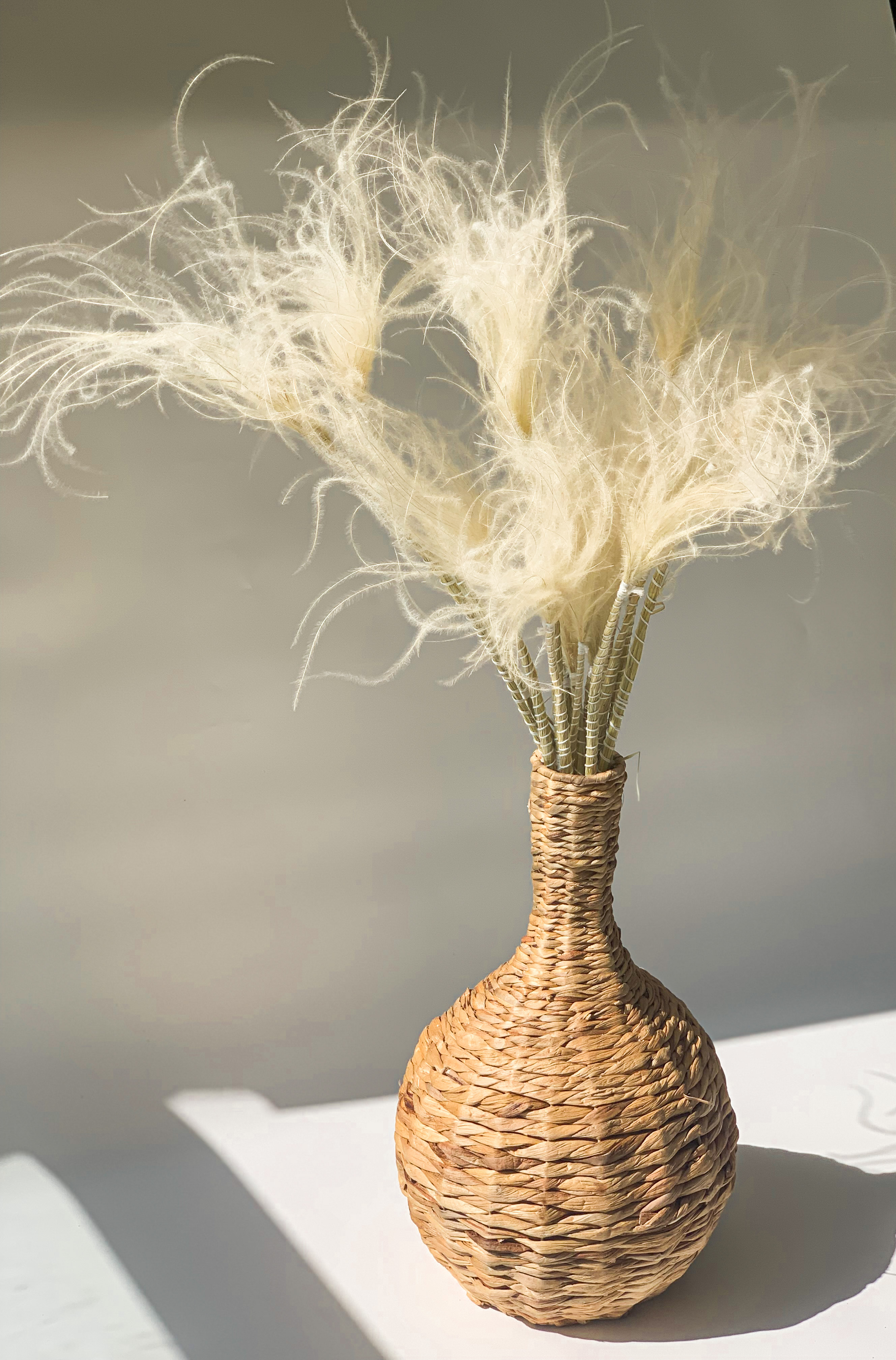 Balinta Plunksninė Ašuotė (Stipa Pennata)