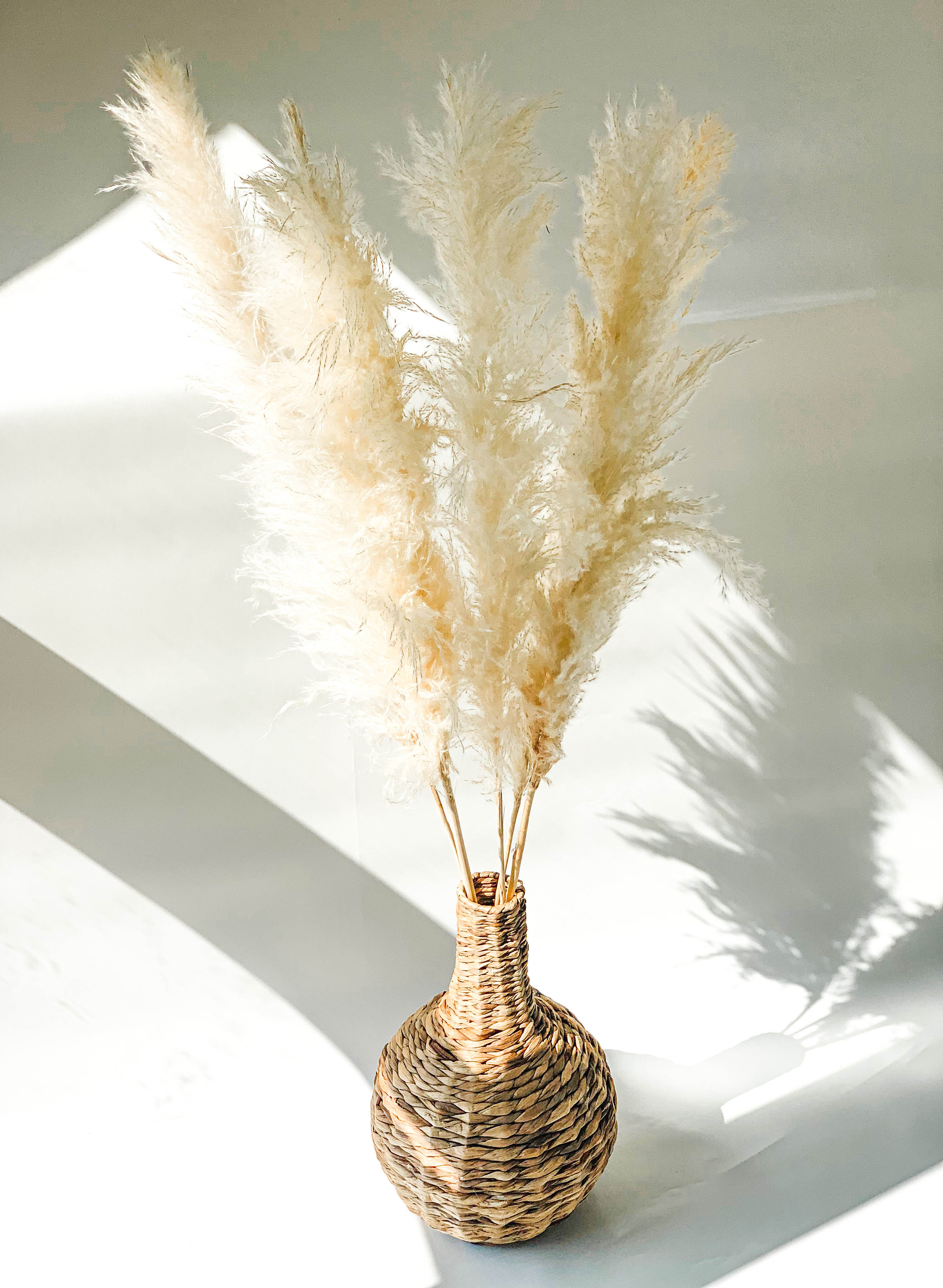 Balinta Kortaderija 120 cm